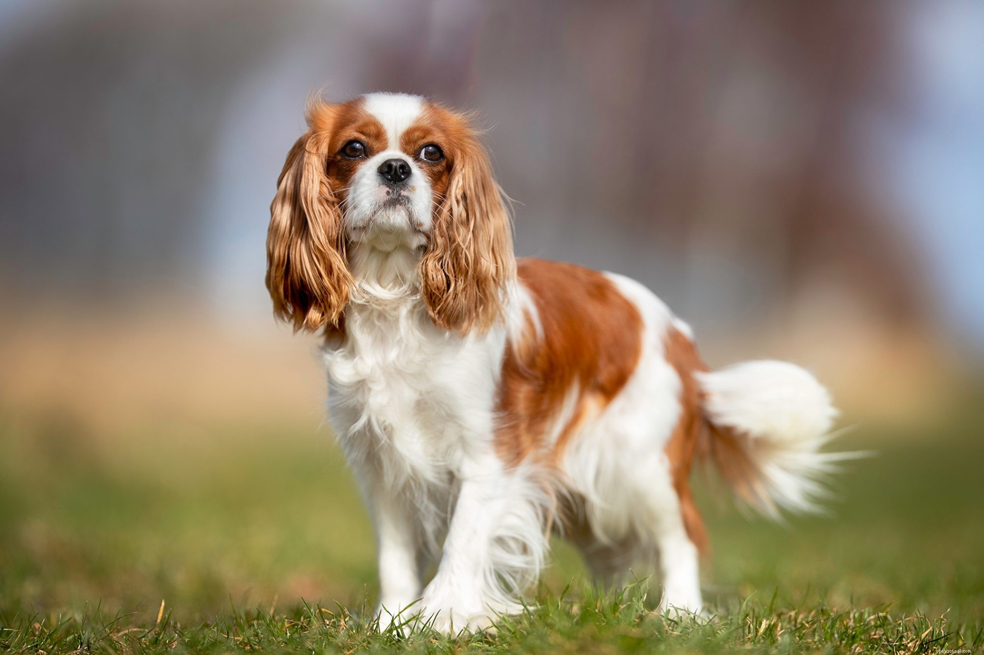 First-Time Dog Owners: 14 Ideal Breeds for a Successful Start