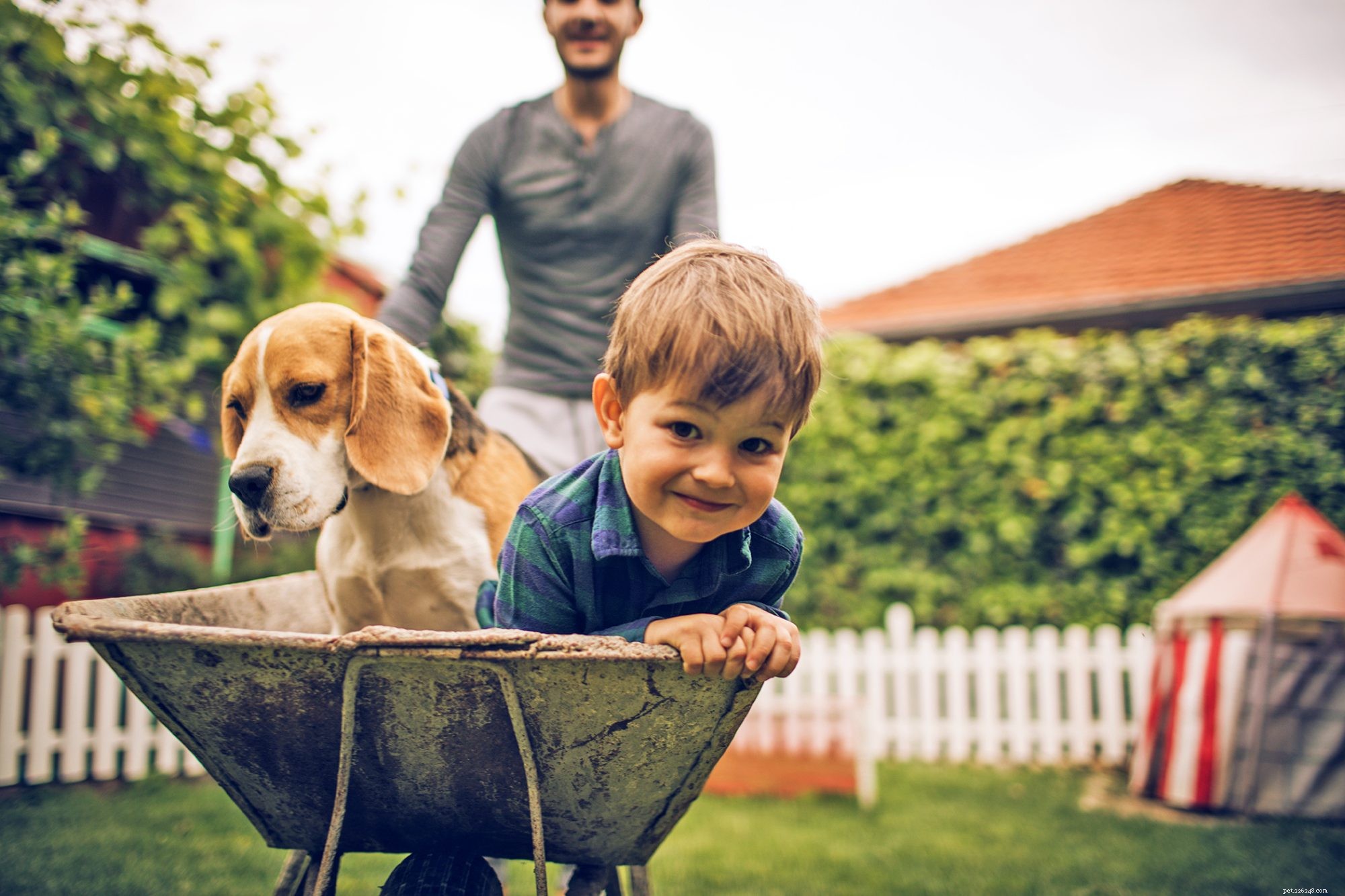 First-Time Dog Owners: 14 Ideal Breeds for a Successful Start