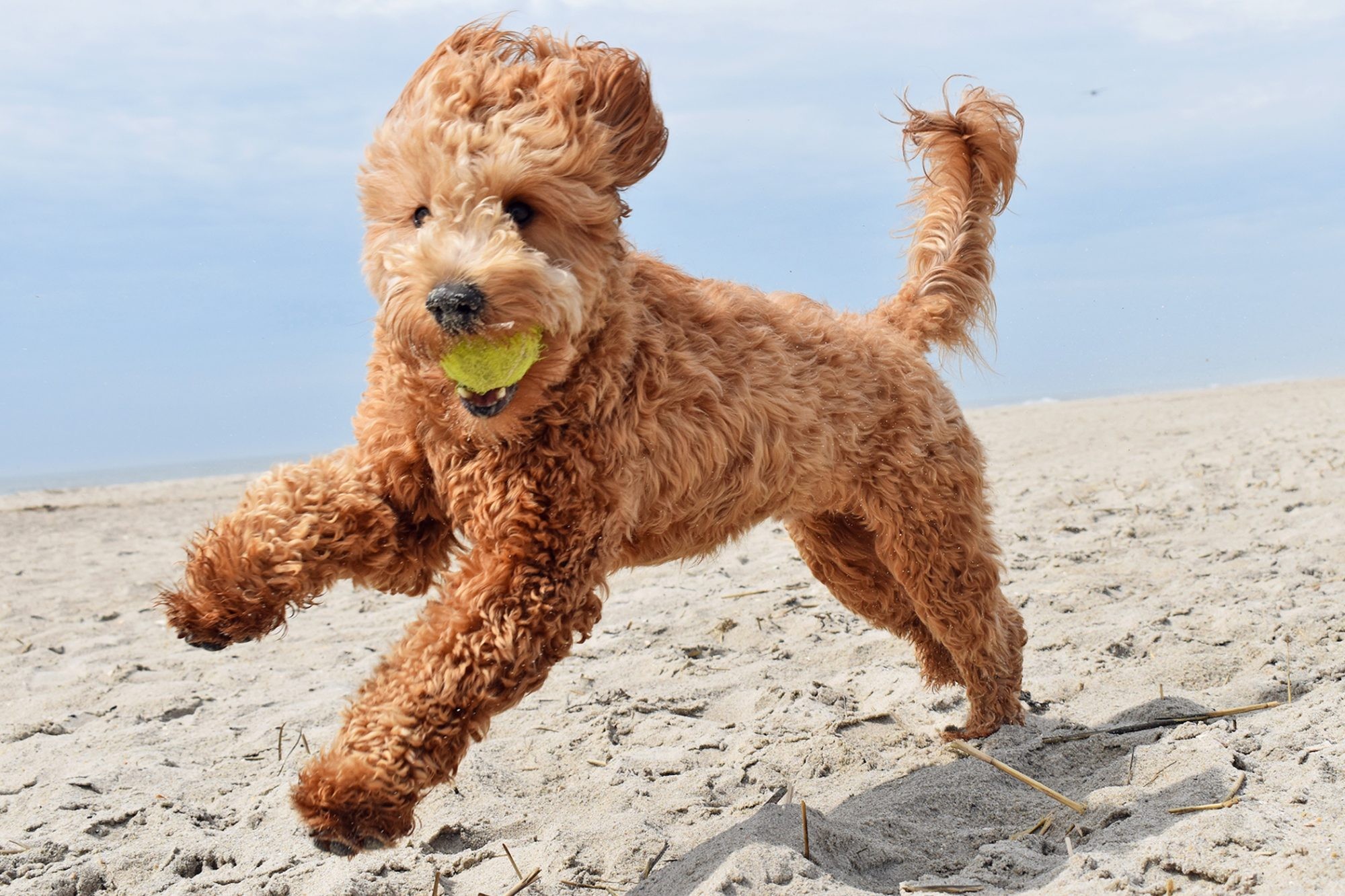First-Time Dog Owners: 14 Ideal Breeds for a Successful Start