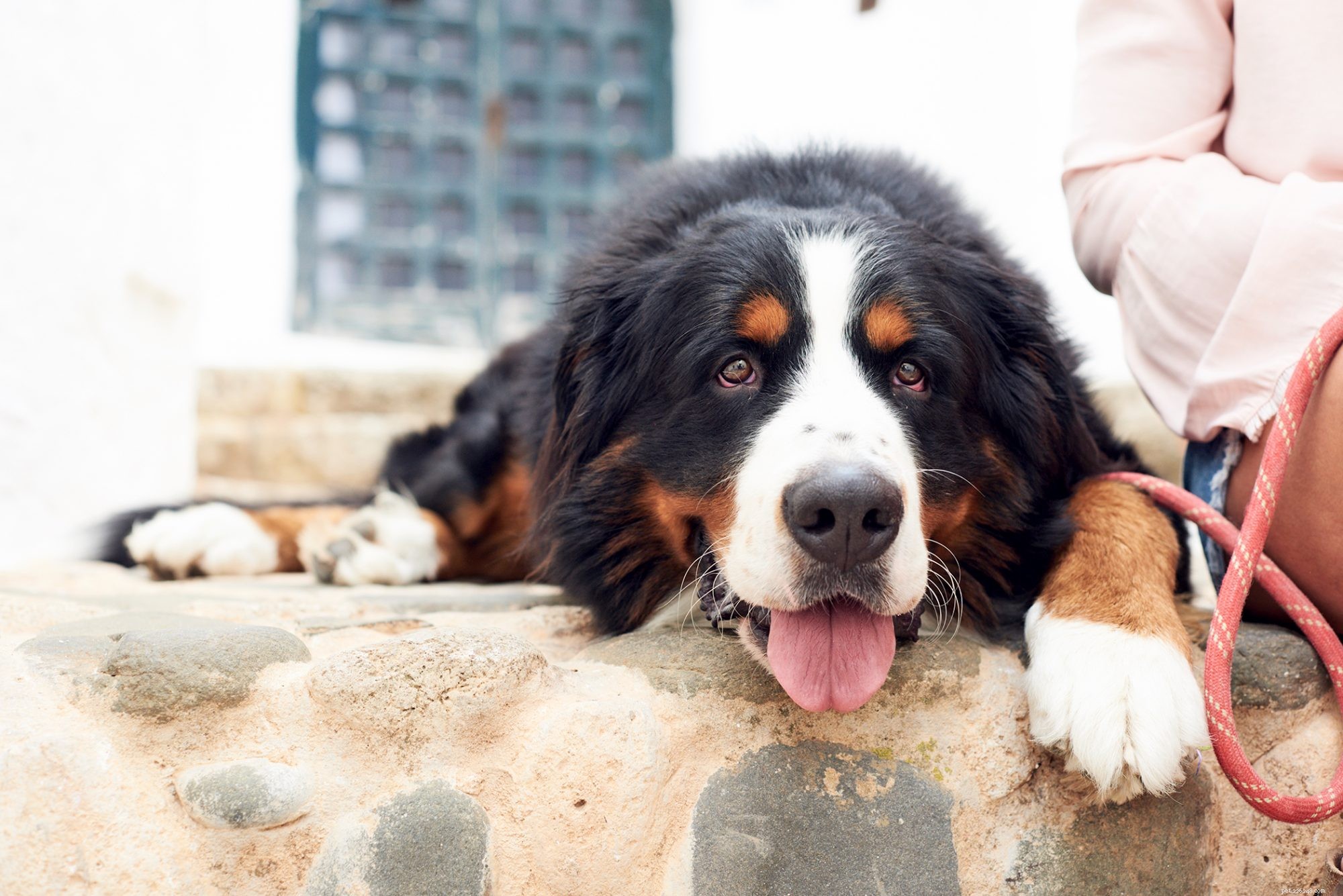 First-Time Dog Owners: 14 Ideal Breeds for a Successful Start