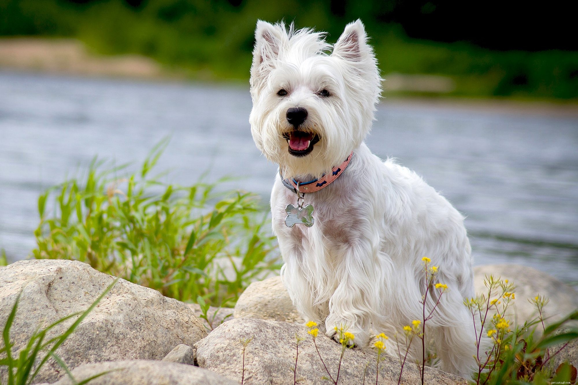 First-Time Dog Owners: 14 Ideal Breeds for a Successful Start