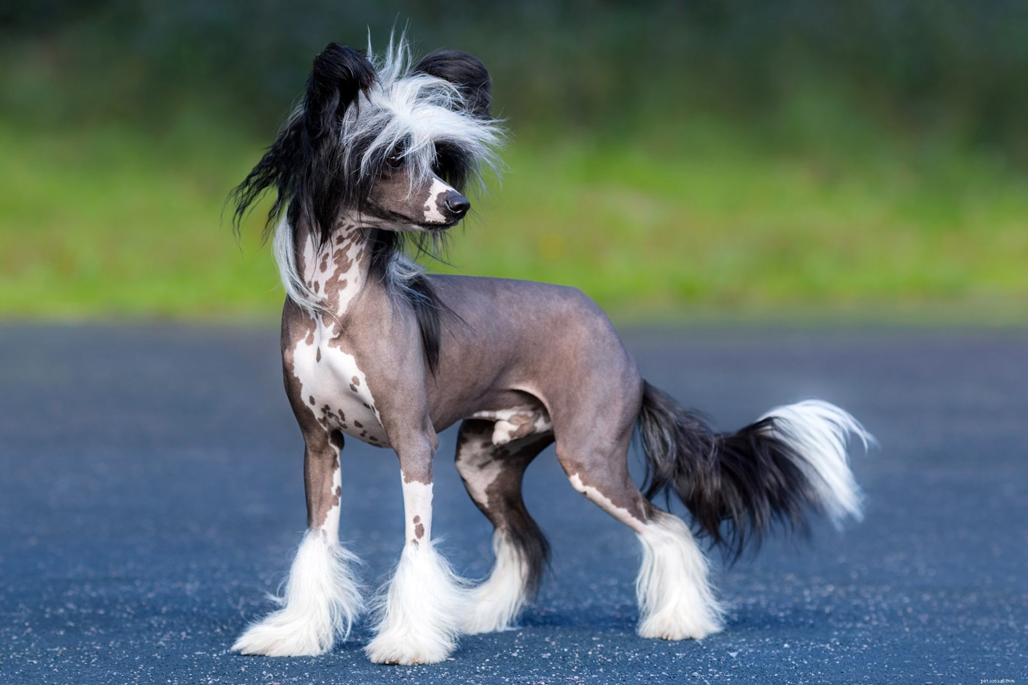 First-Time Dog Owners: 14 Ideal Breeds for a Successful Start