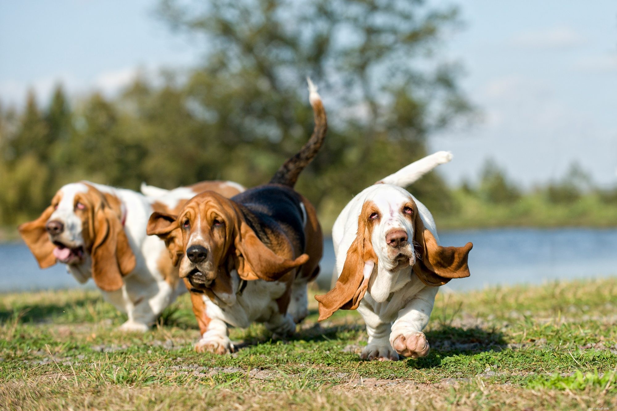 First-Time Dog Owners: 14 Ideal Breeds for a Successful Start