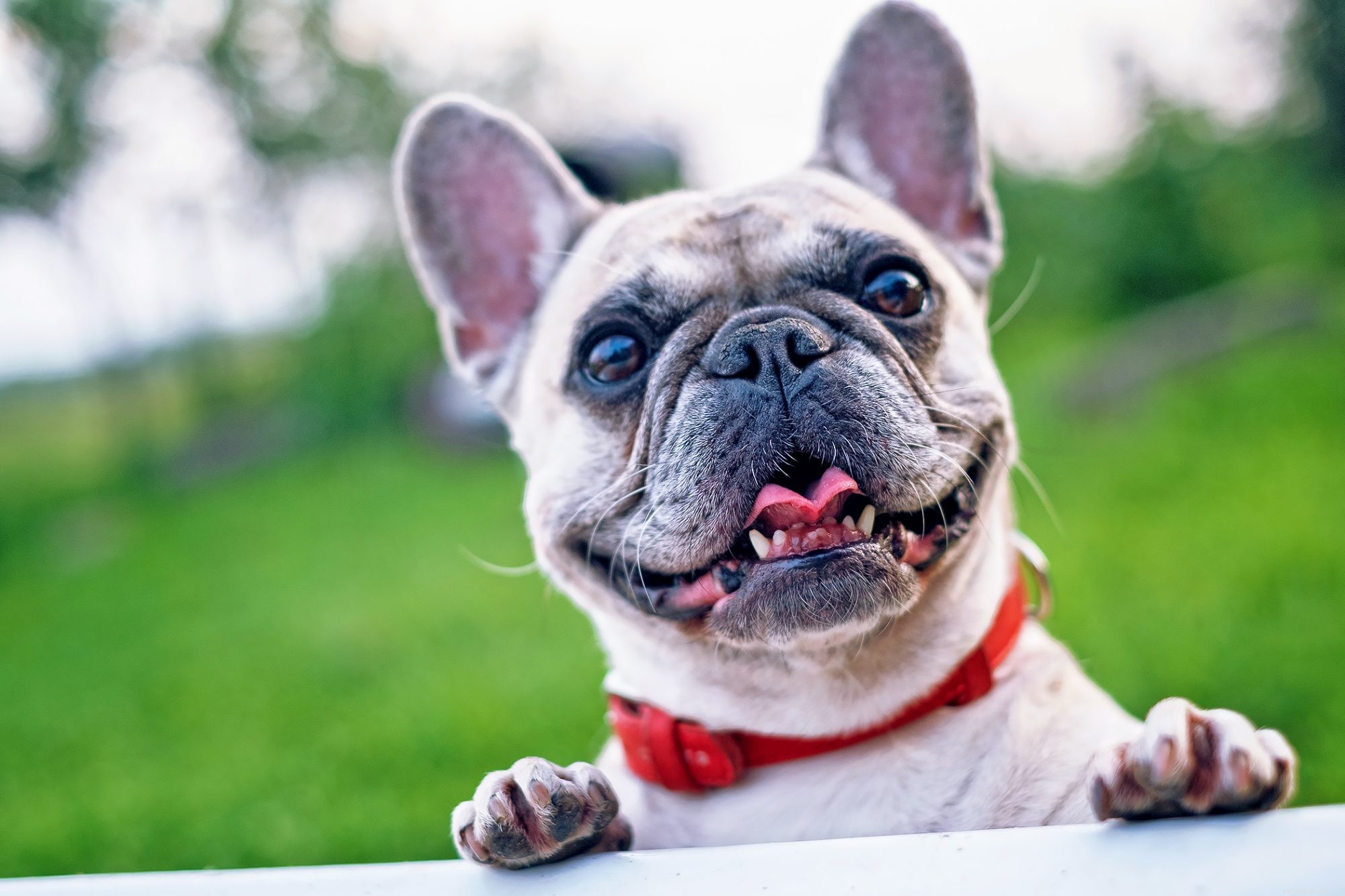 A Trusted Guide to Safely Rehome Your Dog