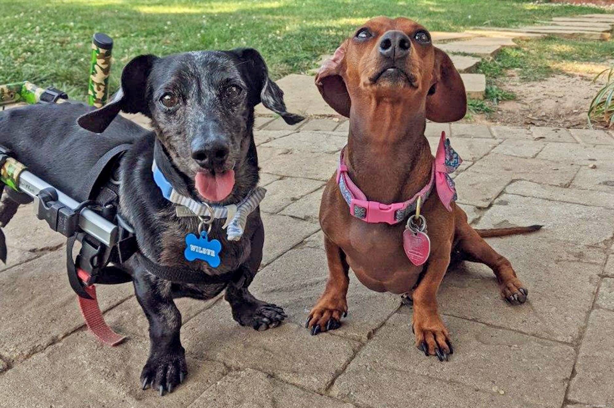 Why Rescuing My Dog Was My Most Rewarding Decision