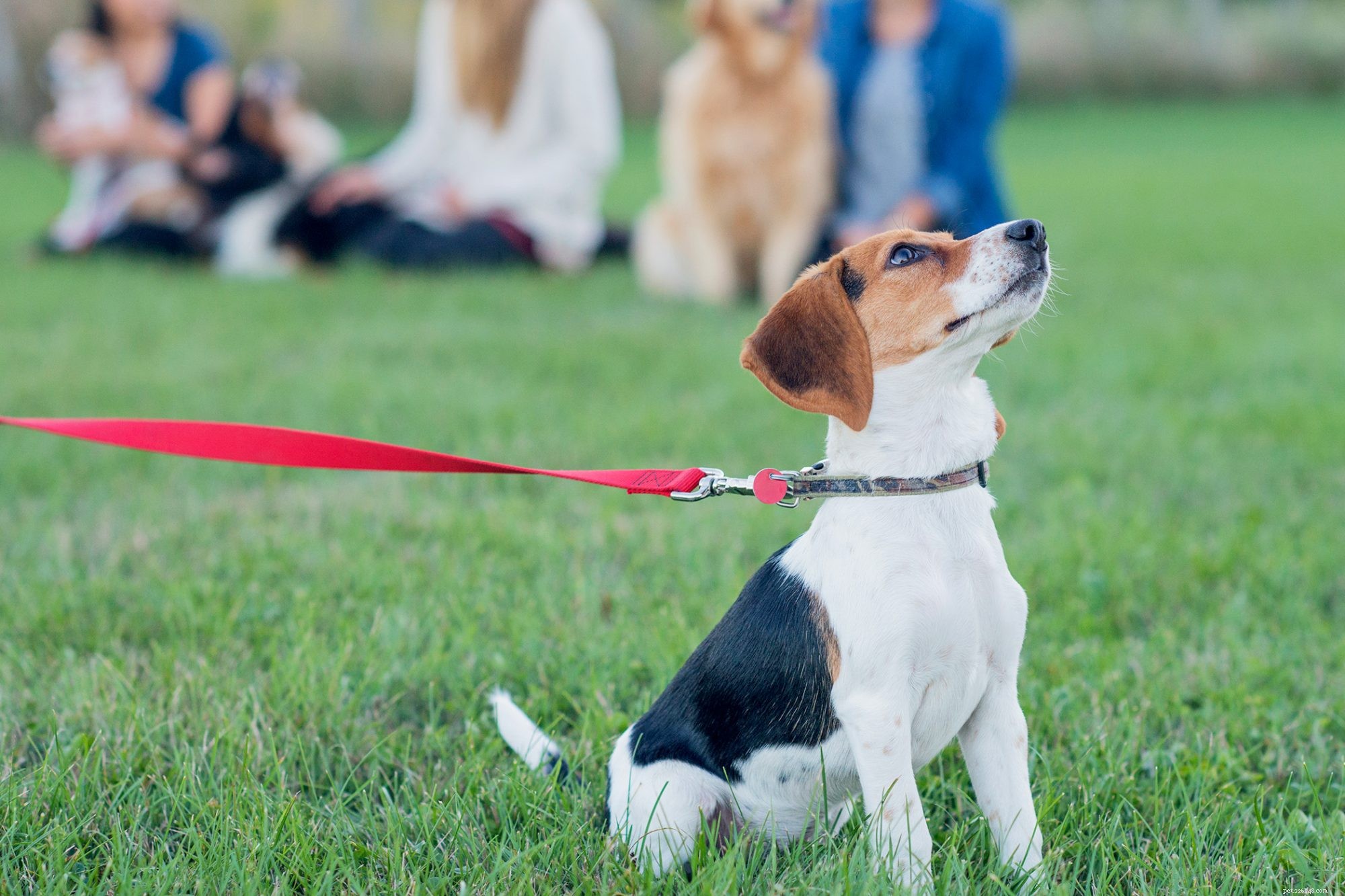 Top 10 Essential Tips for New Pet Parents Before Enrolling in Puppy Kindergarten