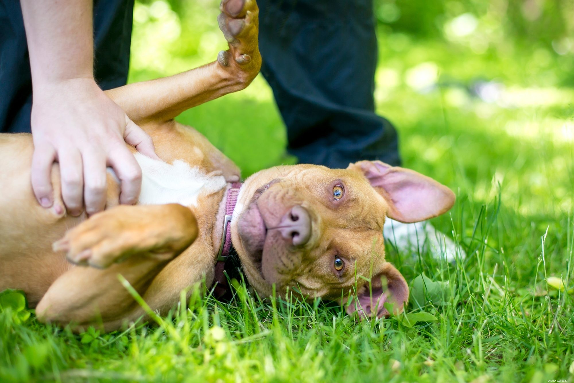 How to Properly Pet a Dog: A Trusted Guide to Enhancing Your Dog’s Well‑Being