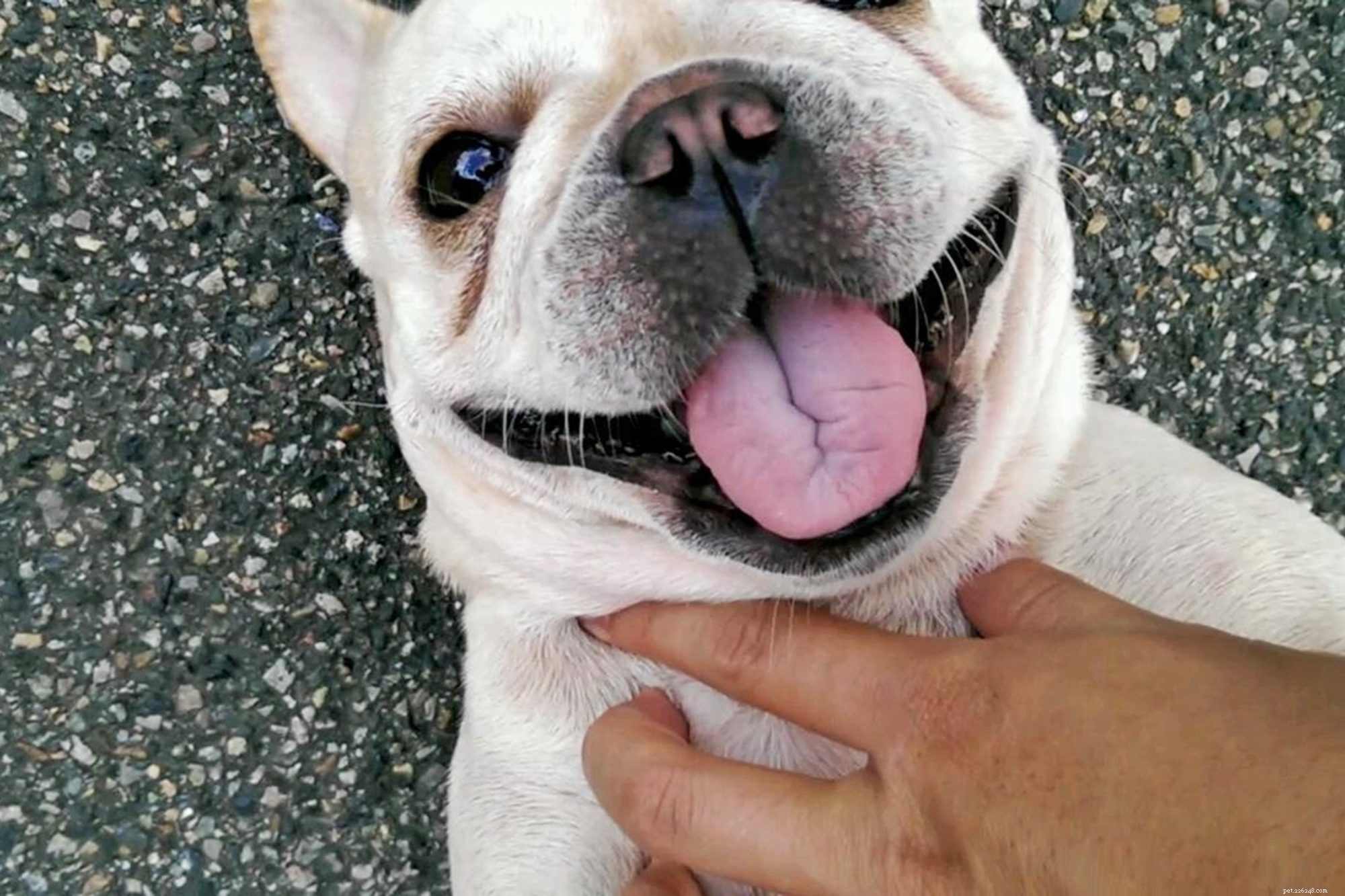 Are Dogs Ticklish? Expert Tips for Safe Belly Rubs