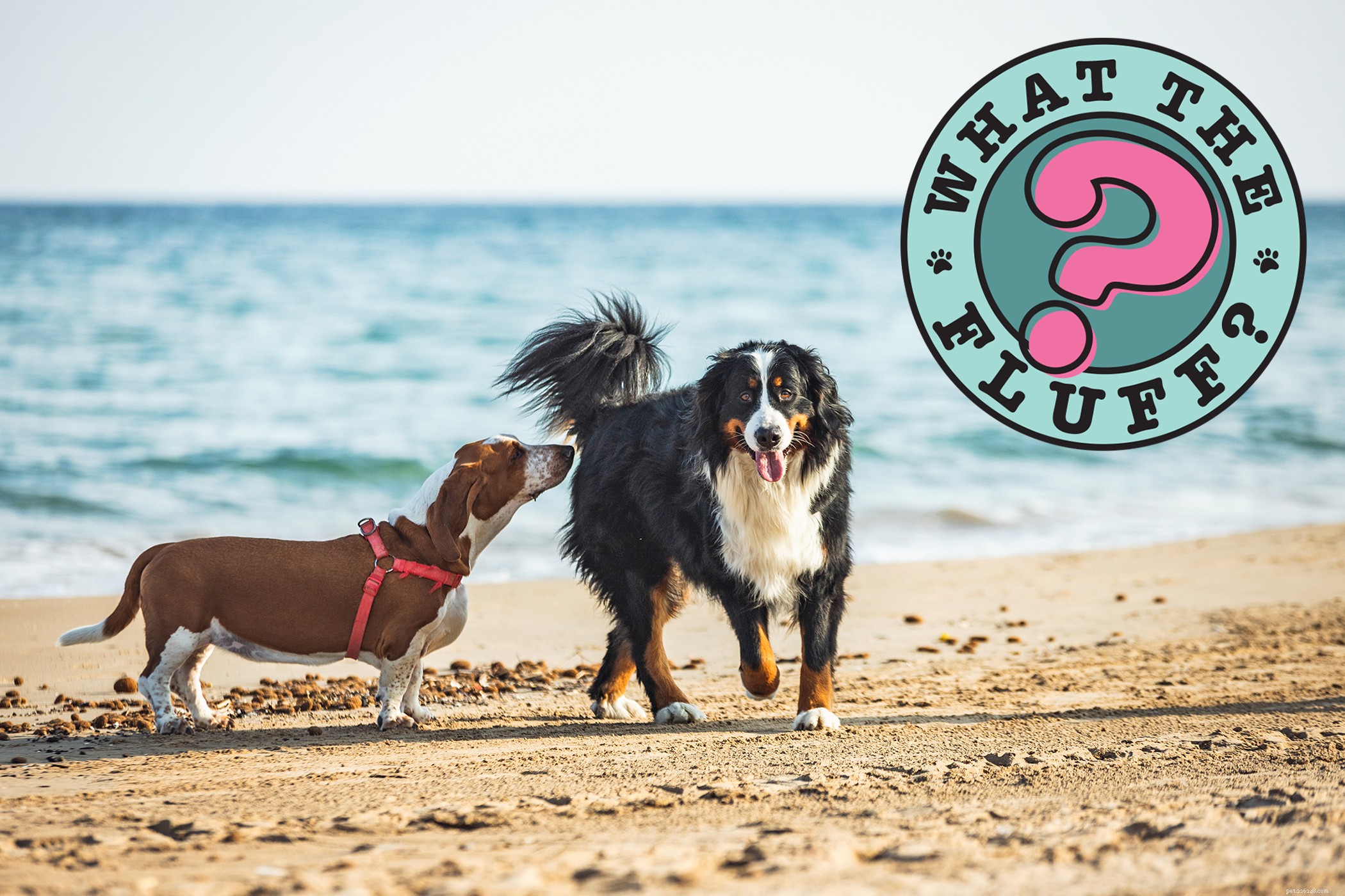 Understanding Why Dogs Sniff Butts and How to Manage the Behavior