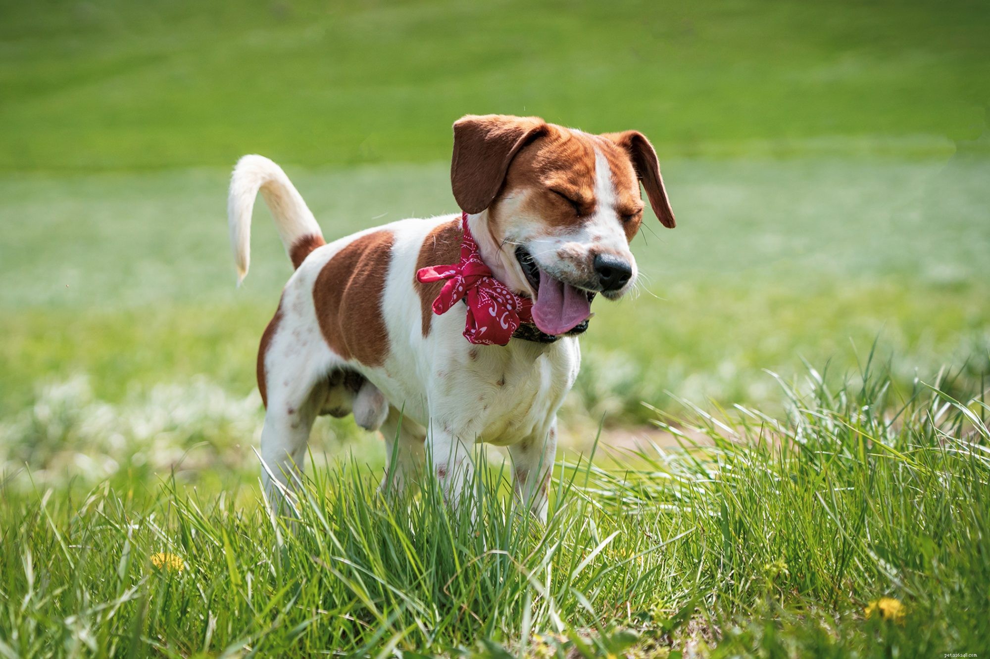 Seasonal Allergies in Dogs: Vet-Approved Tips to Relieve Your Pet’s Discomfort