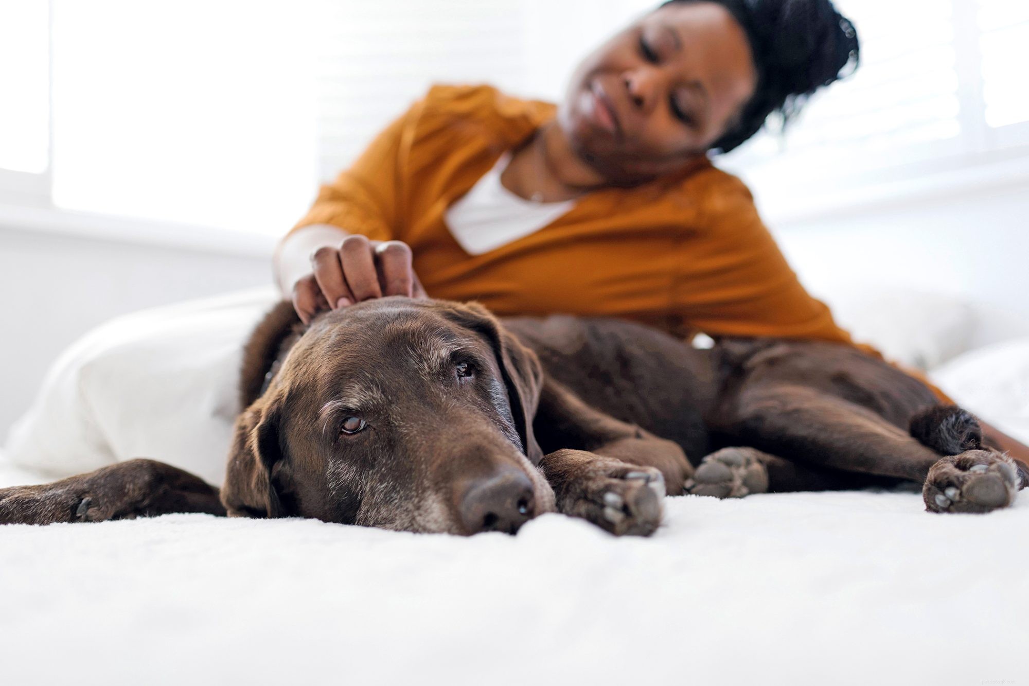 Understanding Dog ACL Surgery Costs: A Complete Guide