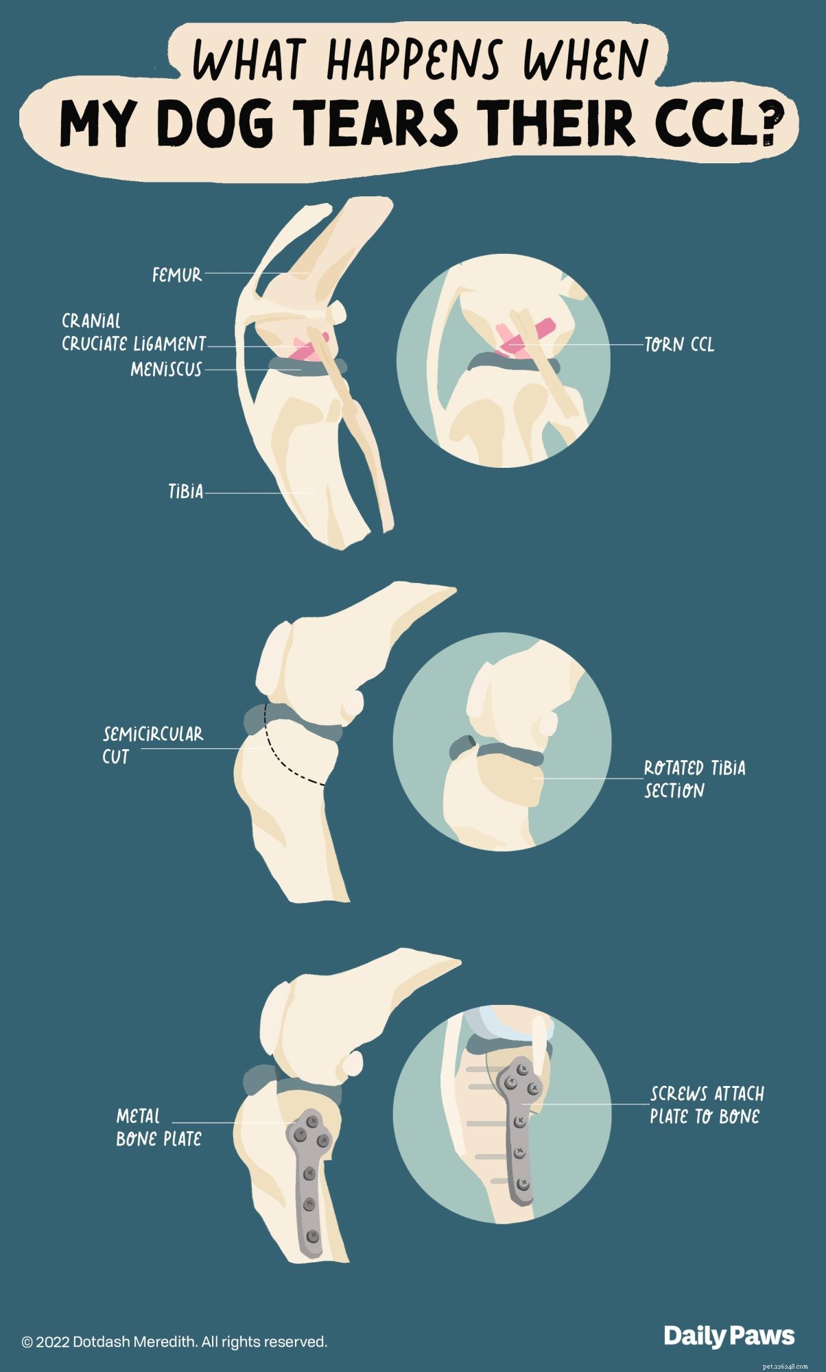 Understanding Dog ACL Surgery Costs: A Complete Guide