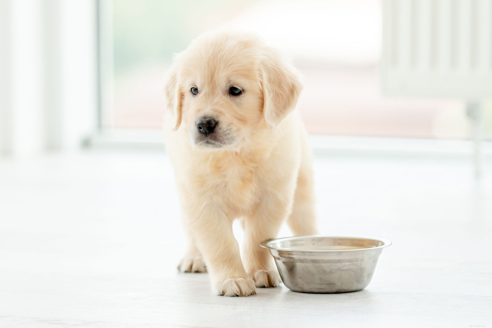 How to Help Your Puppy Eat More: Expert Tips for Hungry Puppies