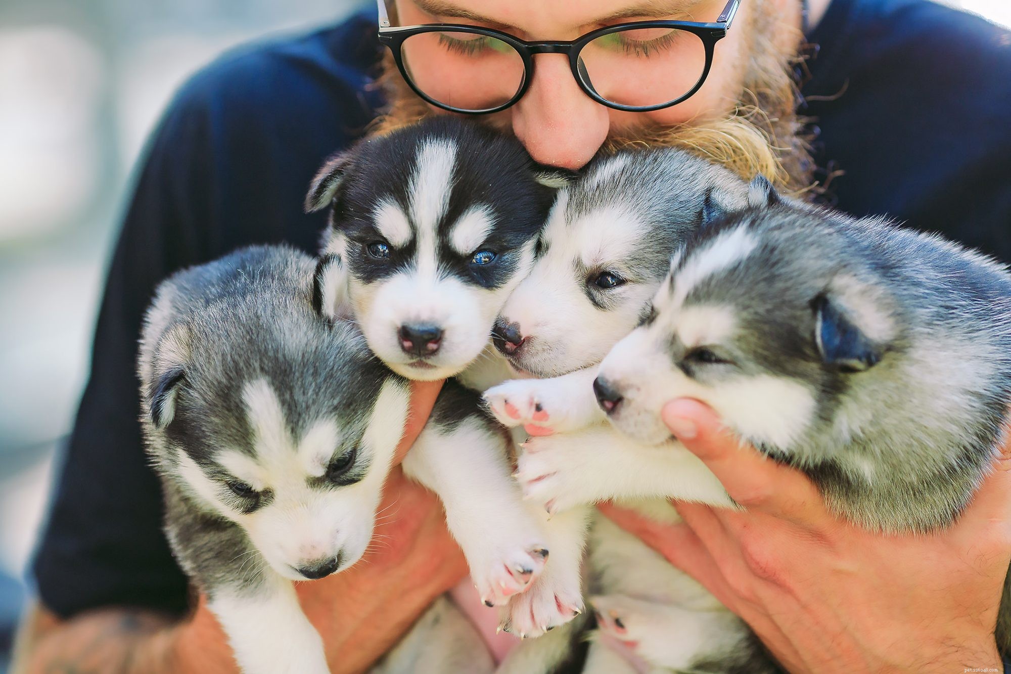 Puppy Cost Breakdown: Budgeting Your Dog s First Year