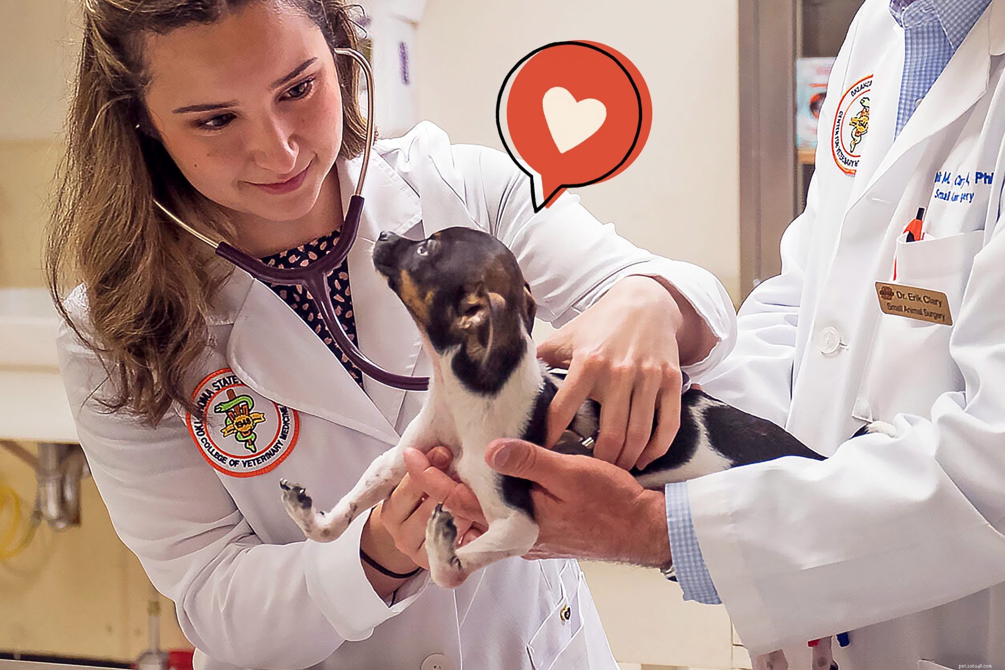 From Upside‑Down Paws to Playful Pup: Siggi’s Surgical Success Story