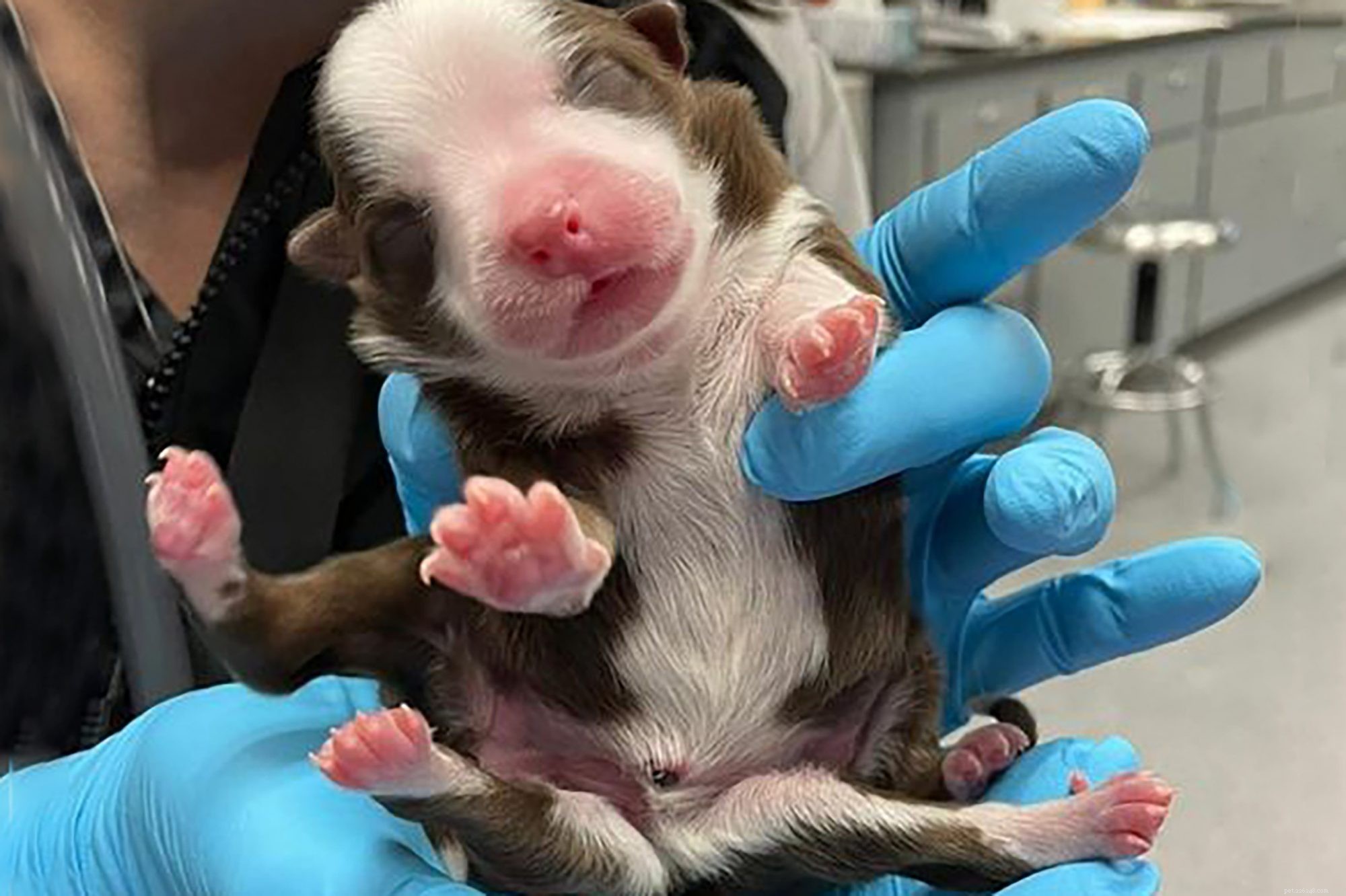 Meet Skipper, the Remarkable Six-Legged Puppy Who Defies Odds