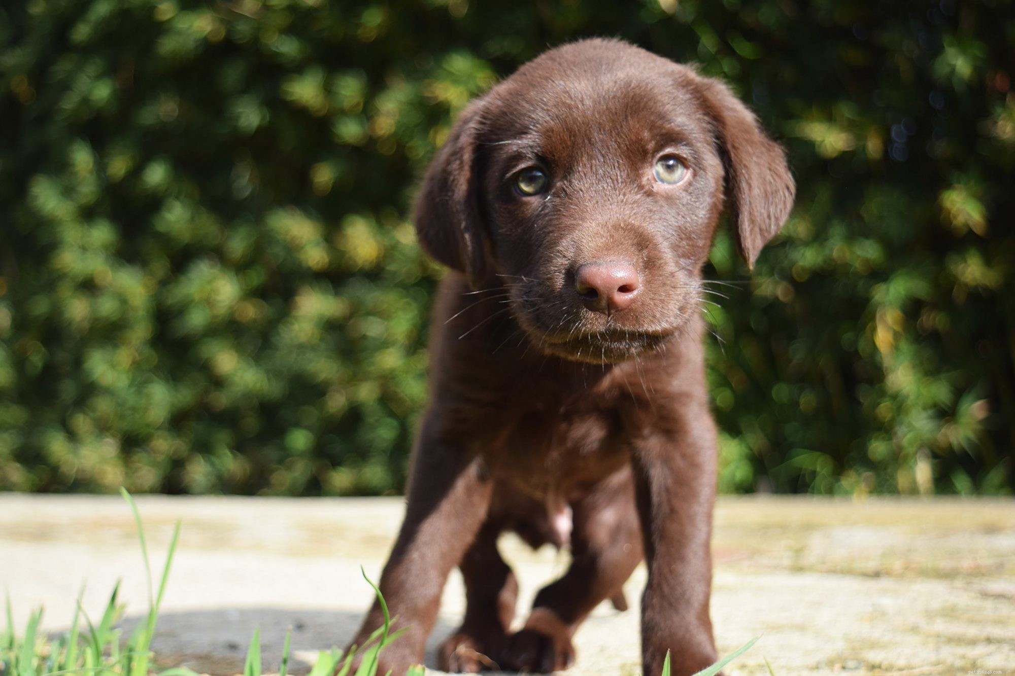 Umbilical Hernias in Dogs: Symptoms, Risks, and Treatment Options