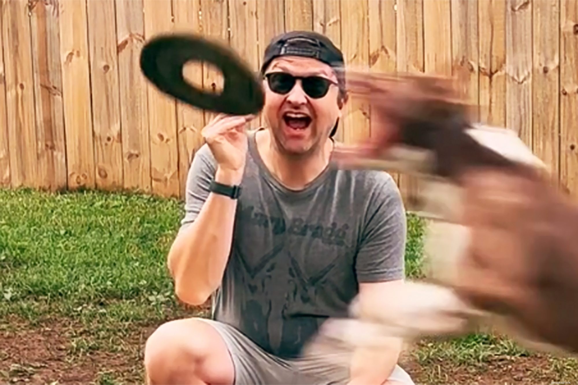 Martha the Disc Dog: Catching Frisbees at Breakneck Speed – A Stunning TikTok Moment