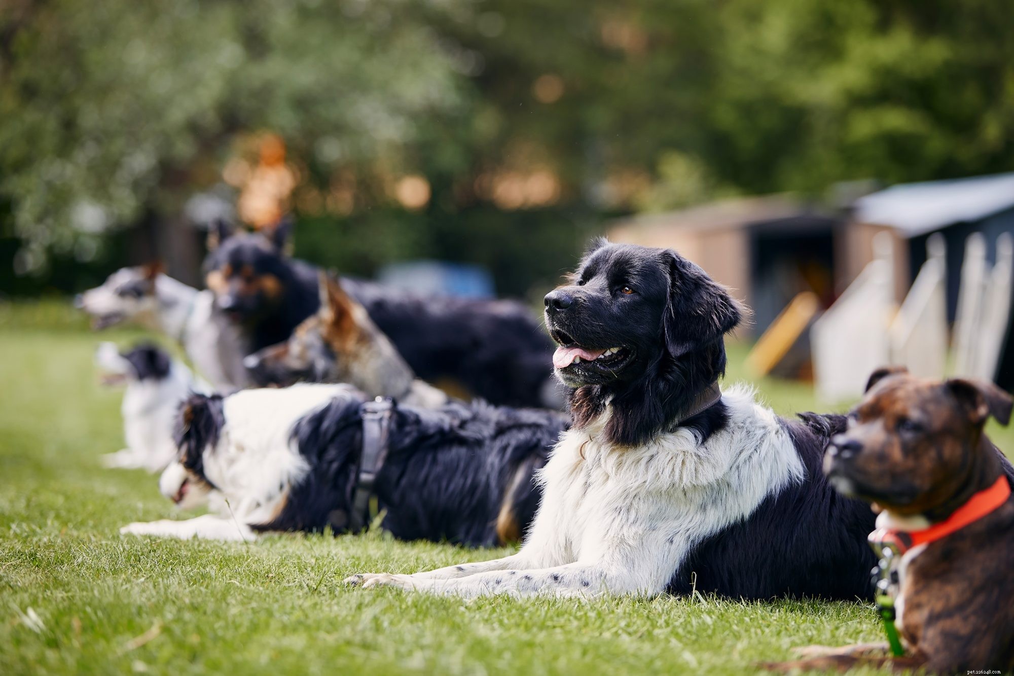 Understanding Dog Training Costs: Factors That Shape Your Budget