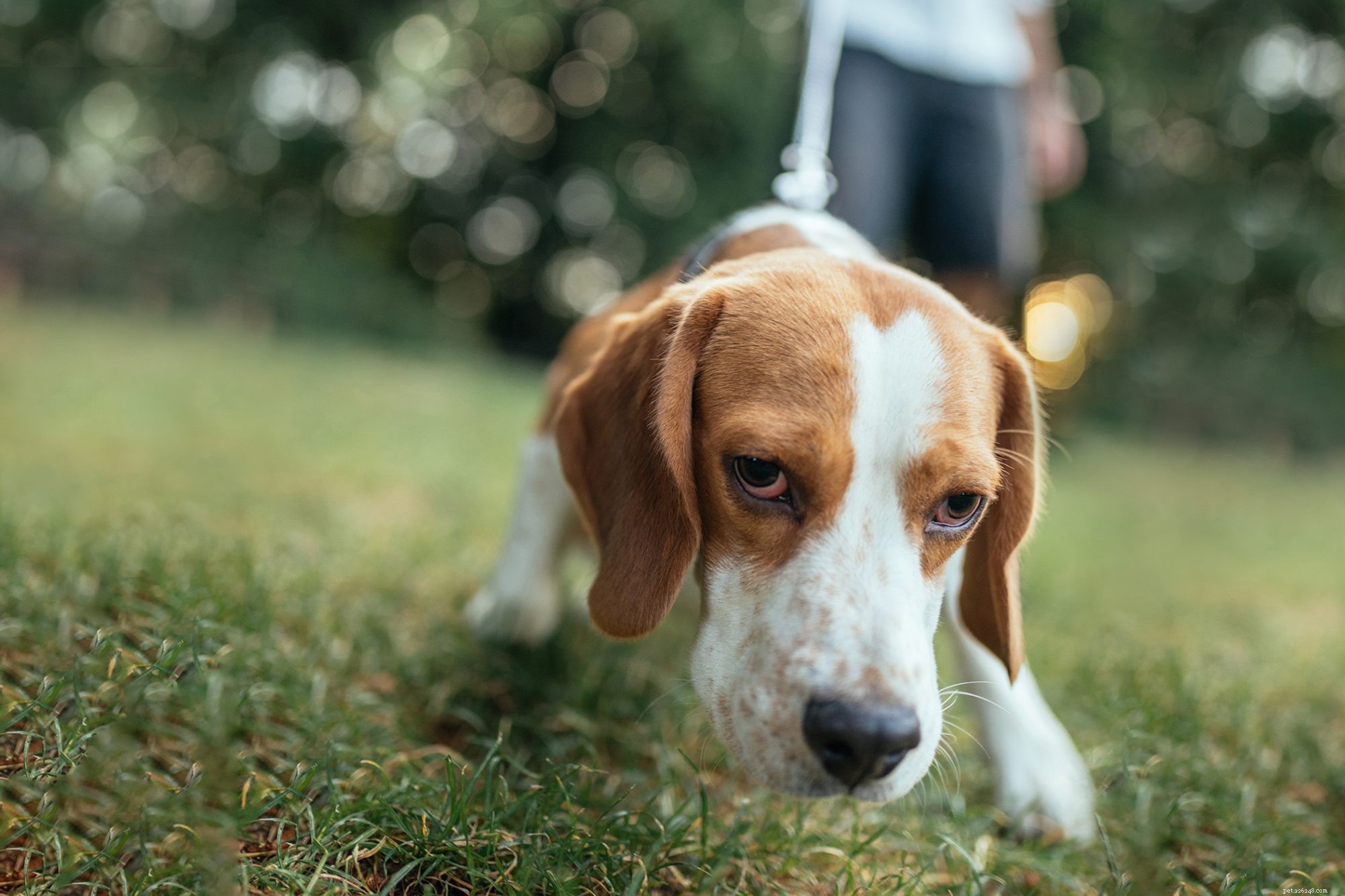 Scent Training for Dogs: How to Teach Your Pet Powerful Nose Skills