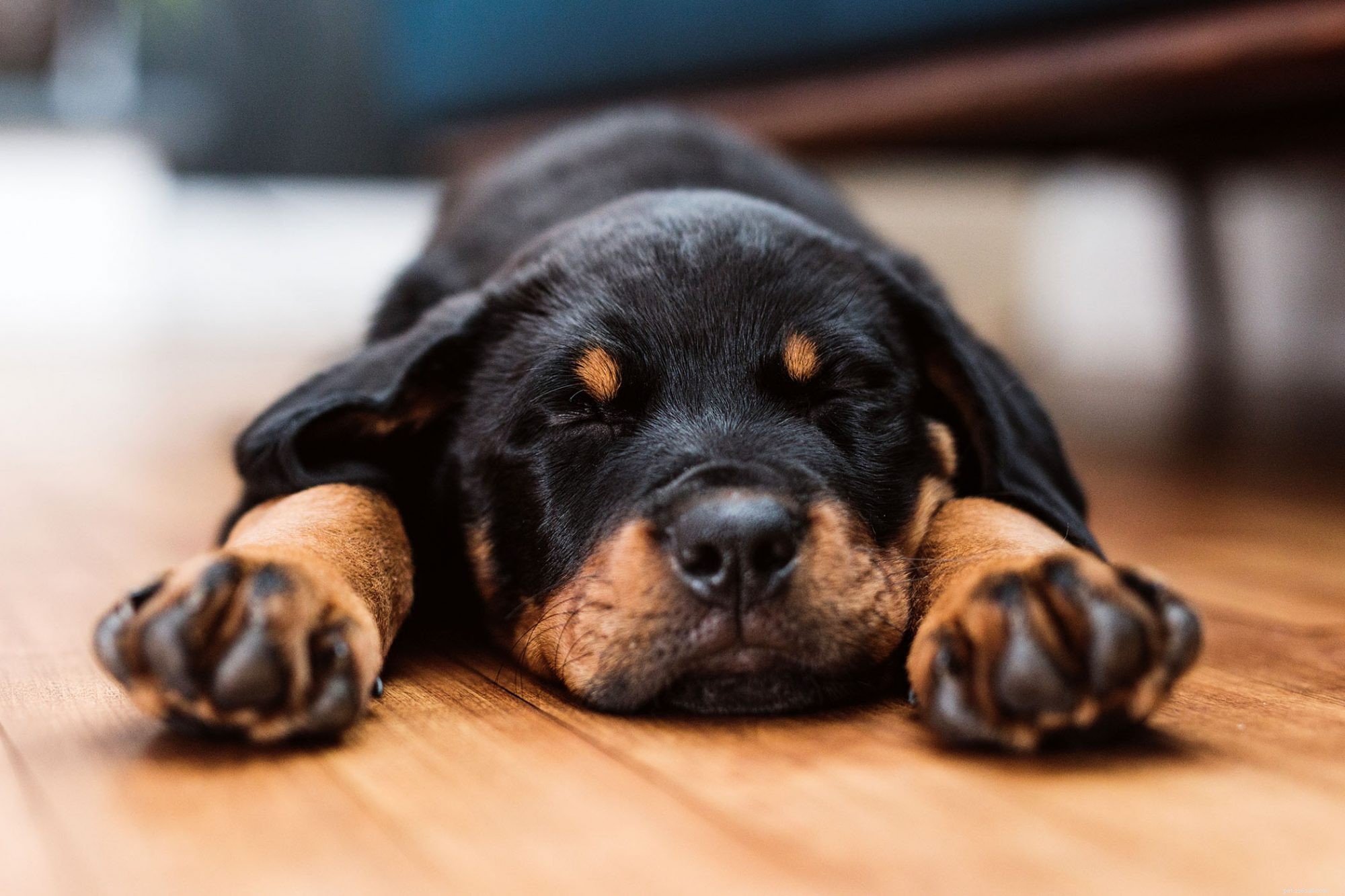 Puppy Growth Rates Explained: How Fast They Grow and When They Reach Full Size