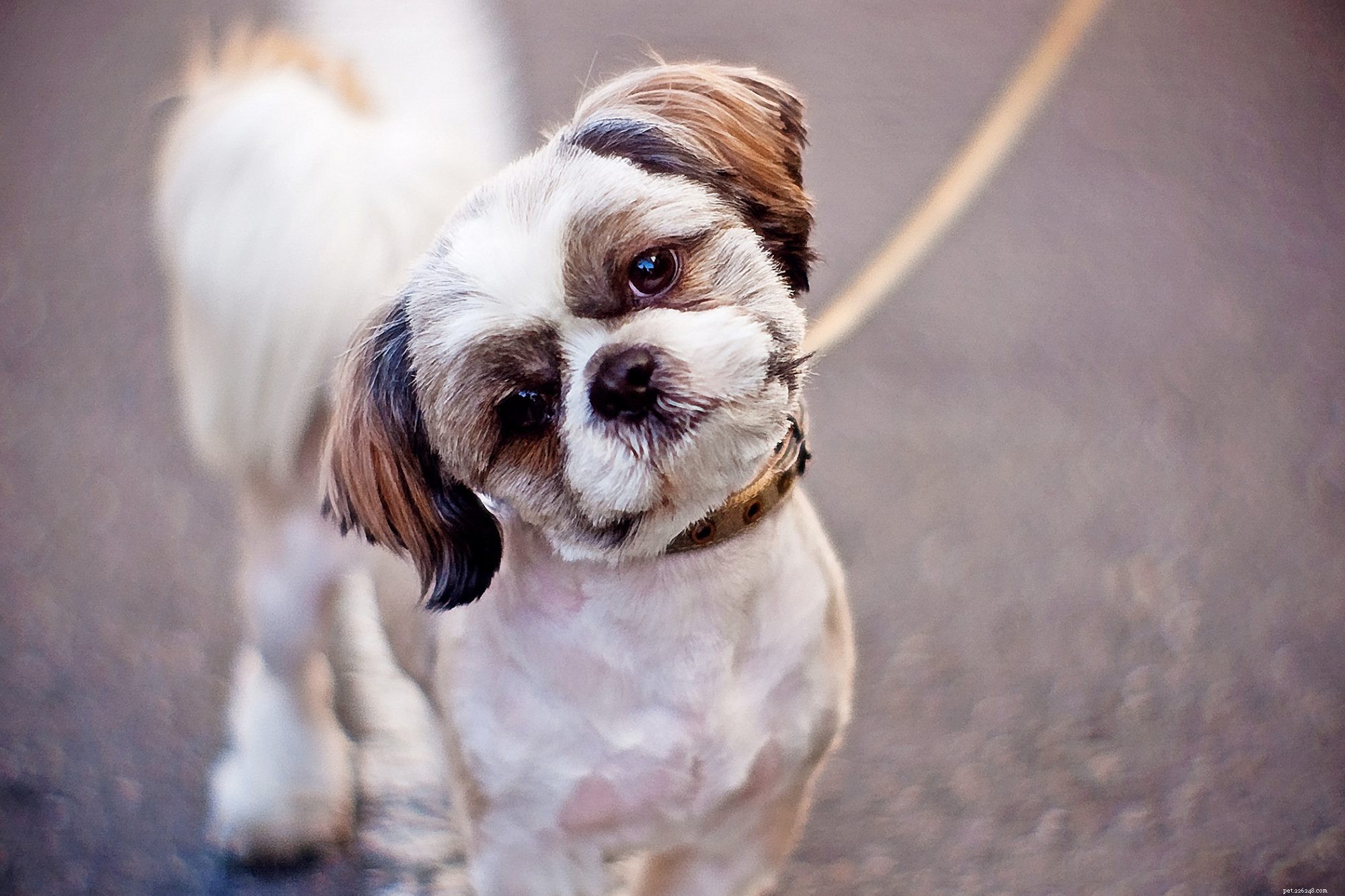 Top Pet Health Resolutions for 2022: Keep Your Companion Happy and Healthy