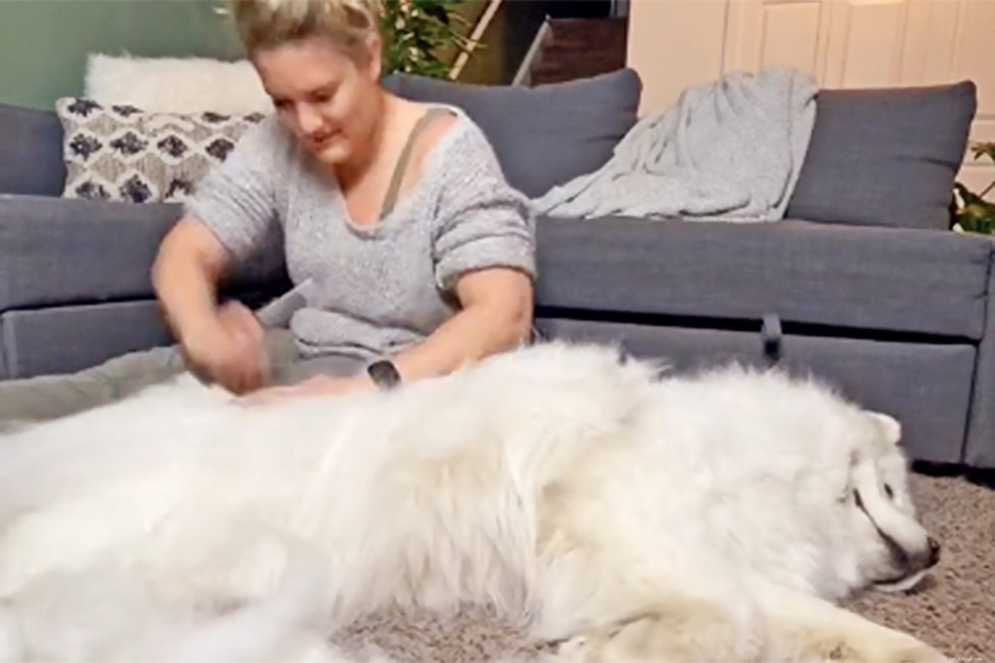 The Surprising Shed: How Much Fur You ll Lose From a Samoyed During Coat Blow‑Off
