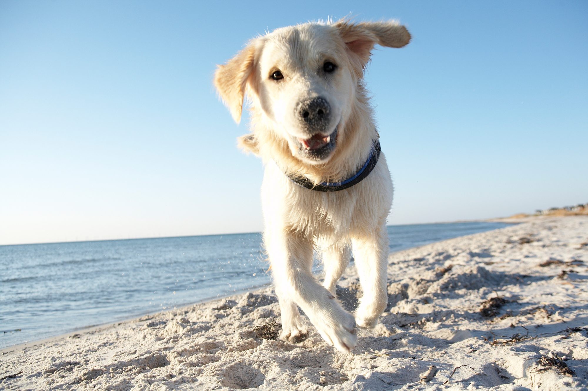 5 Stylish Haircuts to Keep Your Golden Retriever Looking Fresh