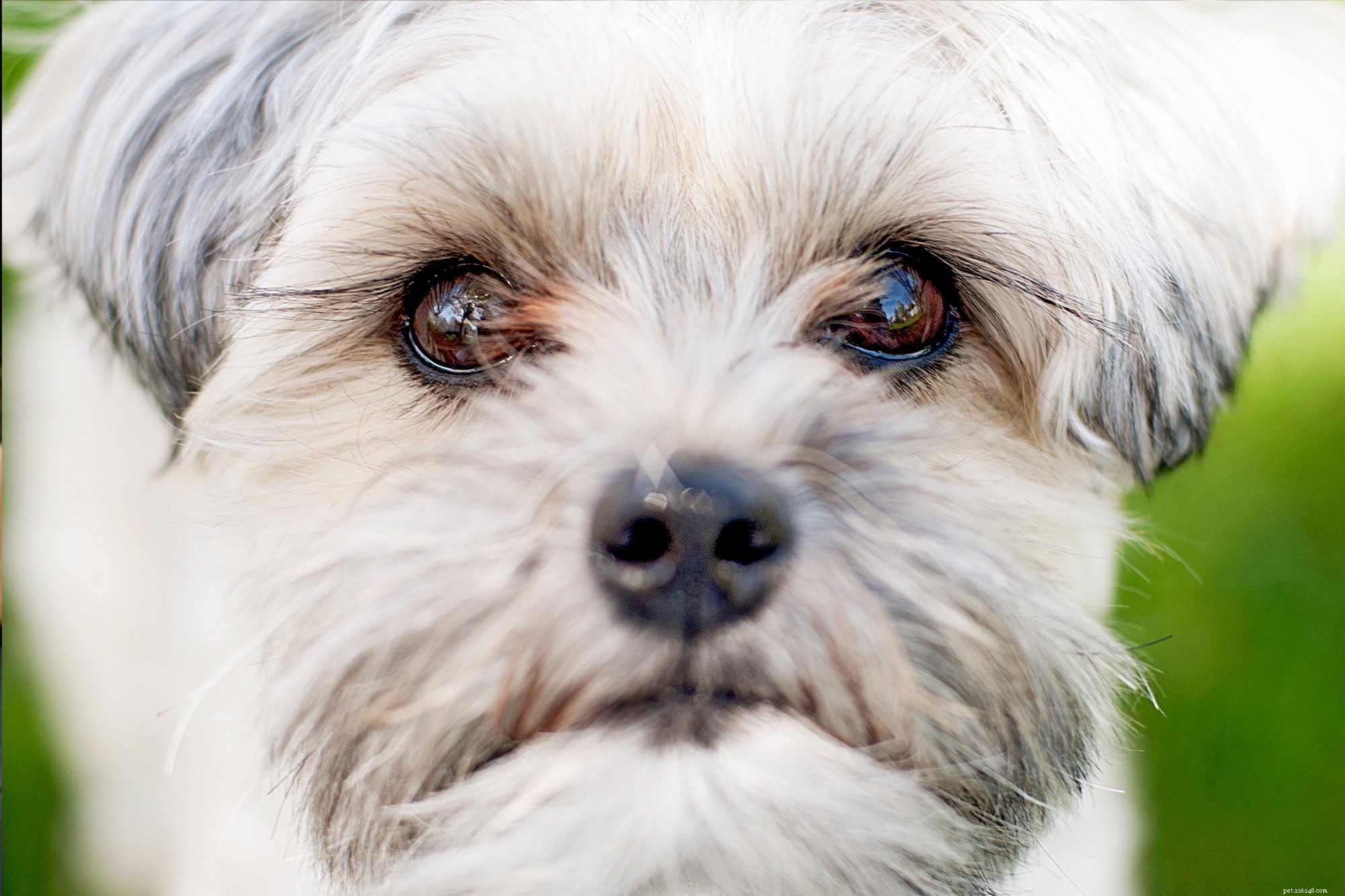 4 Chic Hairstyles to Elevate Your Morkie’s Look