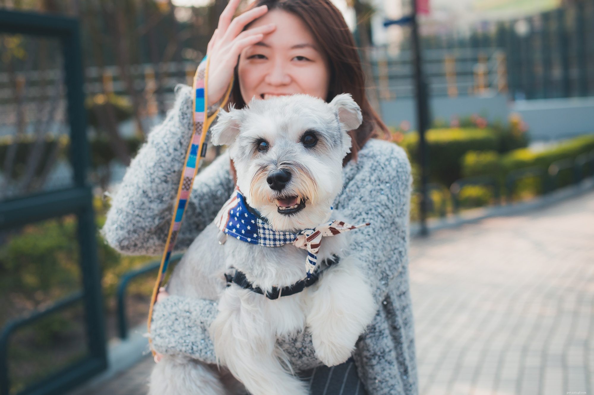 4 Professional Schnauzer Hairstyles to Keep Your Dog Looking Sharp