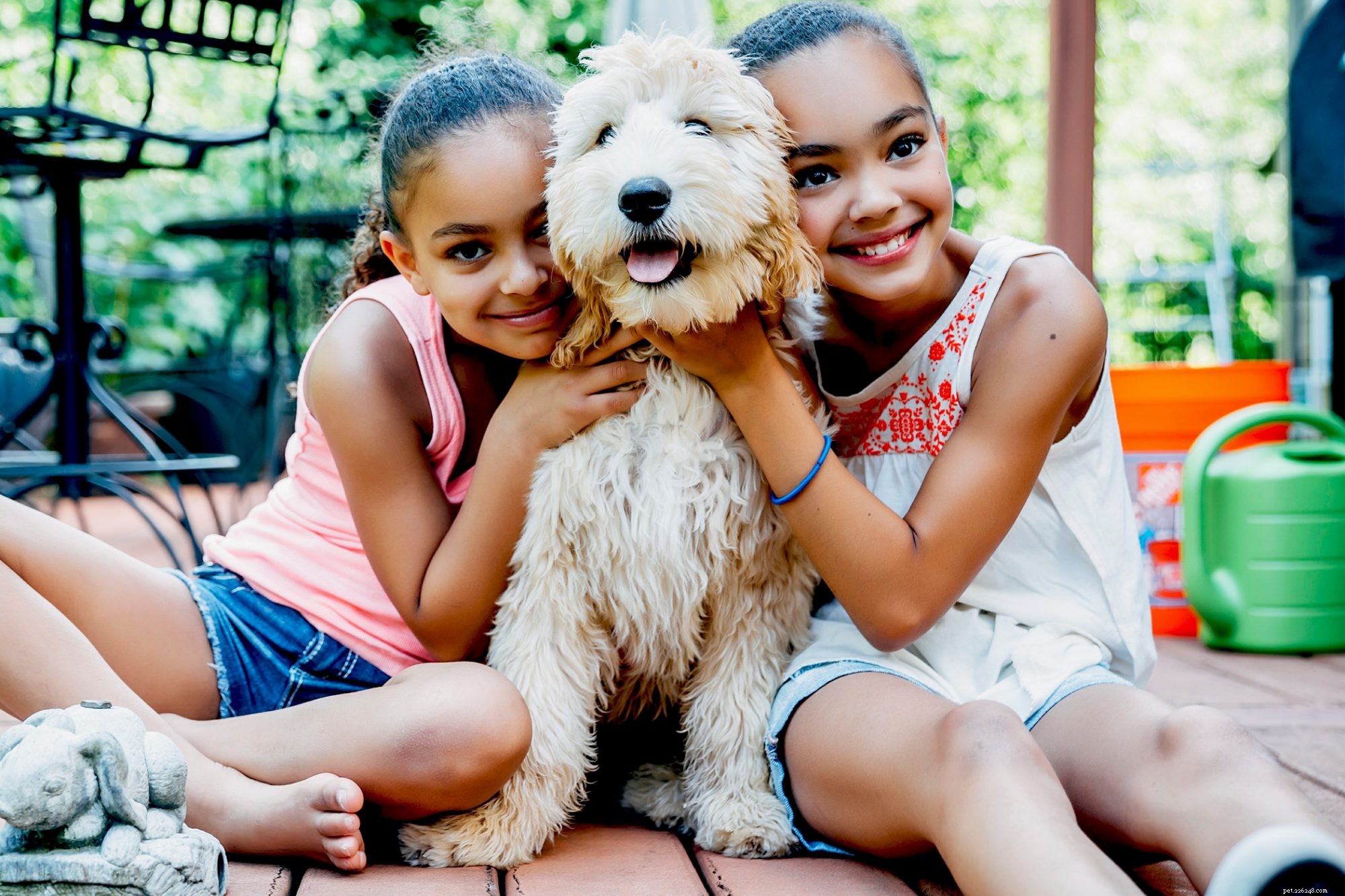 Top 5 Labradoodle Haircuts for a Fluffy, Playful Look