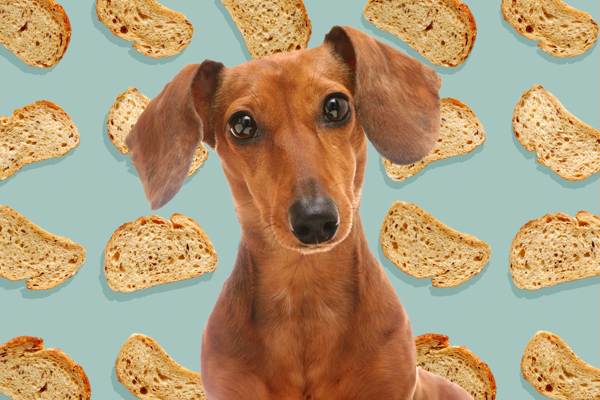 Can Dogs Safely Eat Bread? Vet Expert Weighs In
