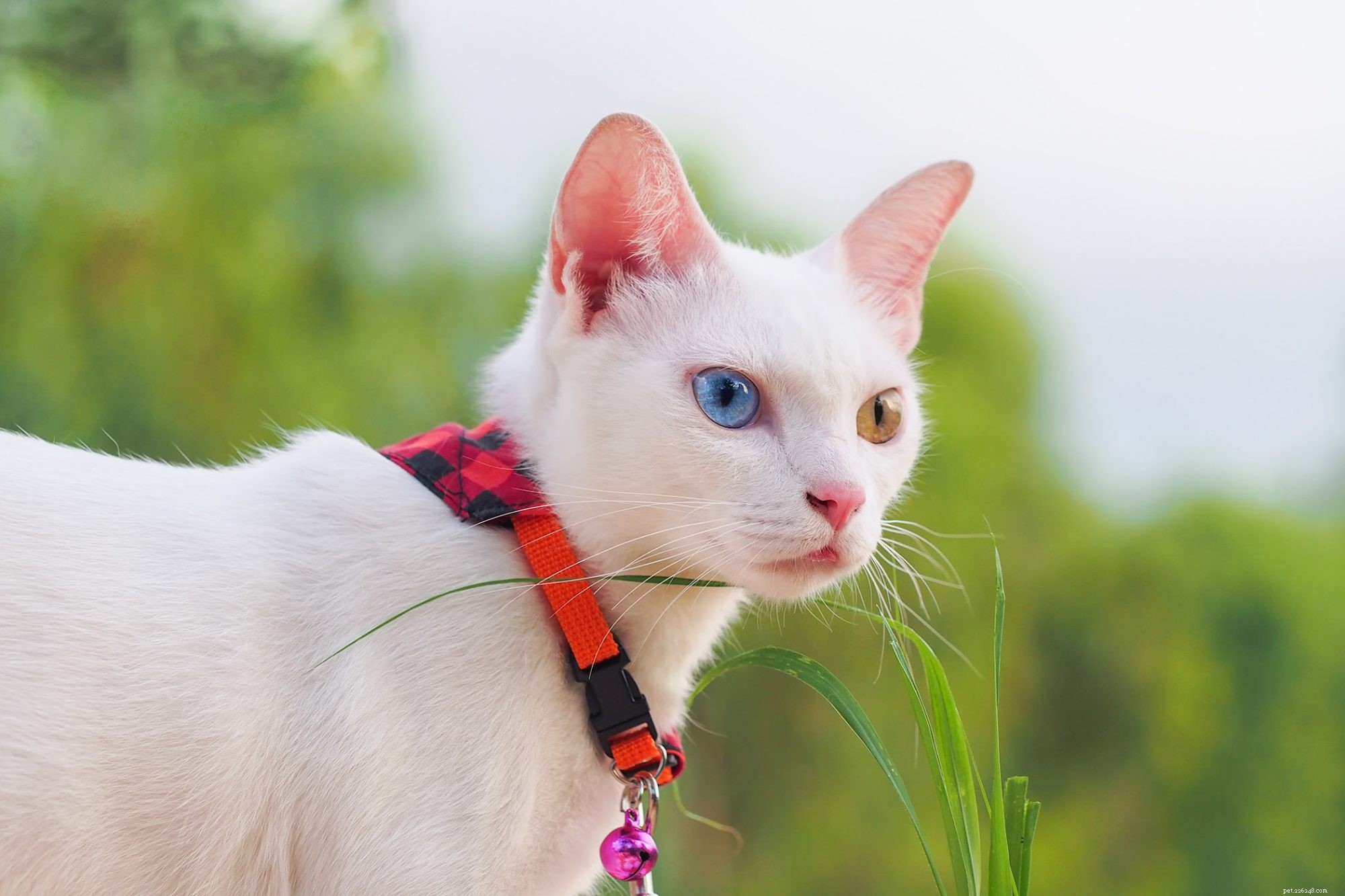 Khao Manee (Khao Plort) – Compact, Sociable Companion Dog
