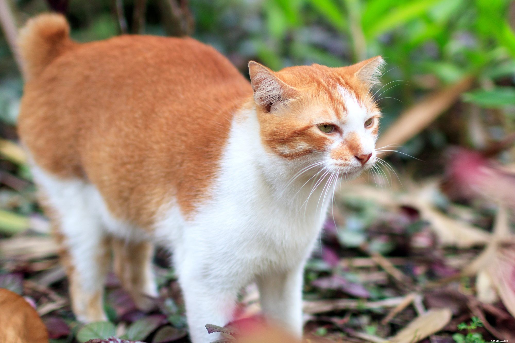 Manx Cat: Short‑Haired, Affectionate, and Low‑Maintenance Companion