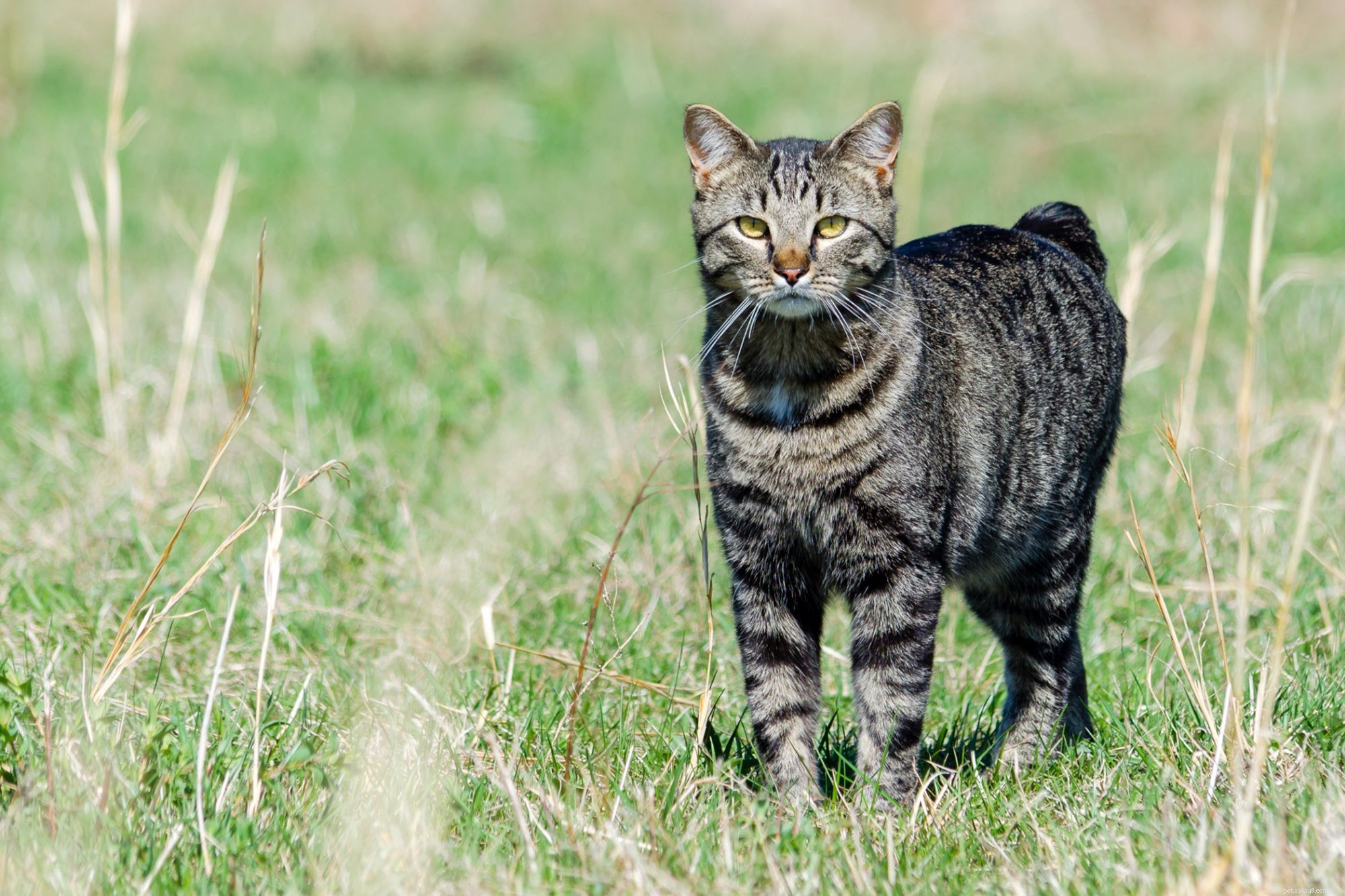Manx Cat: Short‑Haired, Affectionate, and Low‑Maintenance Companion