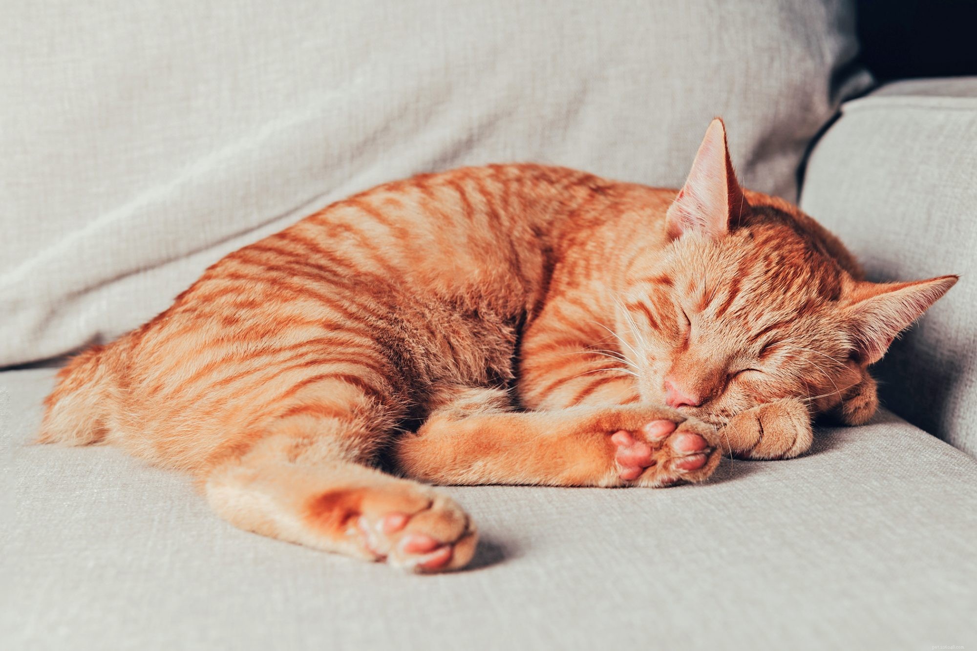 Manx Cat: Short‑Haired, Affectionate, and Low‑Maintenance Companion