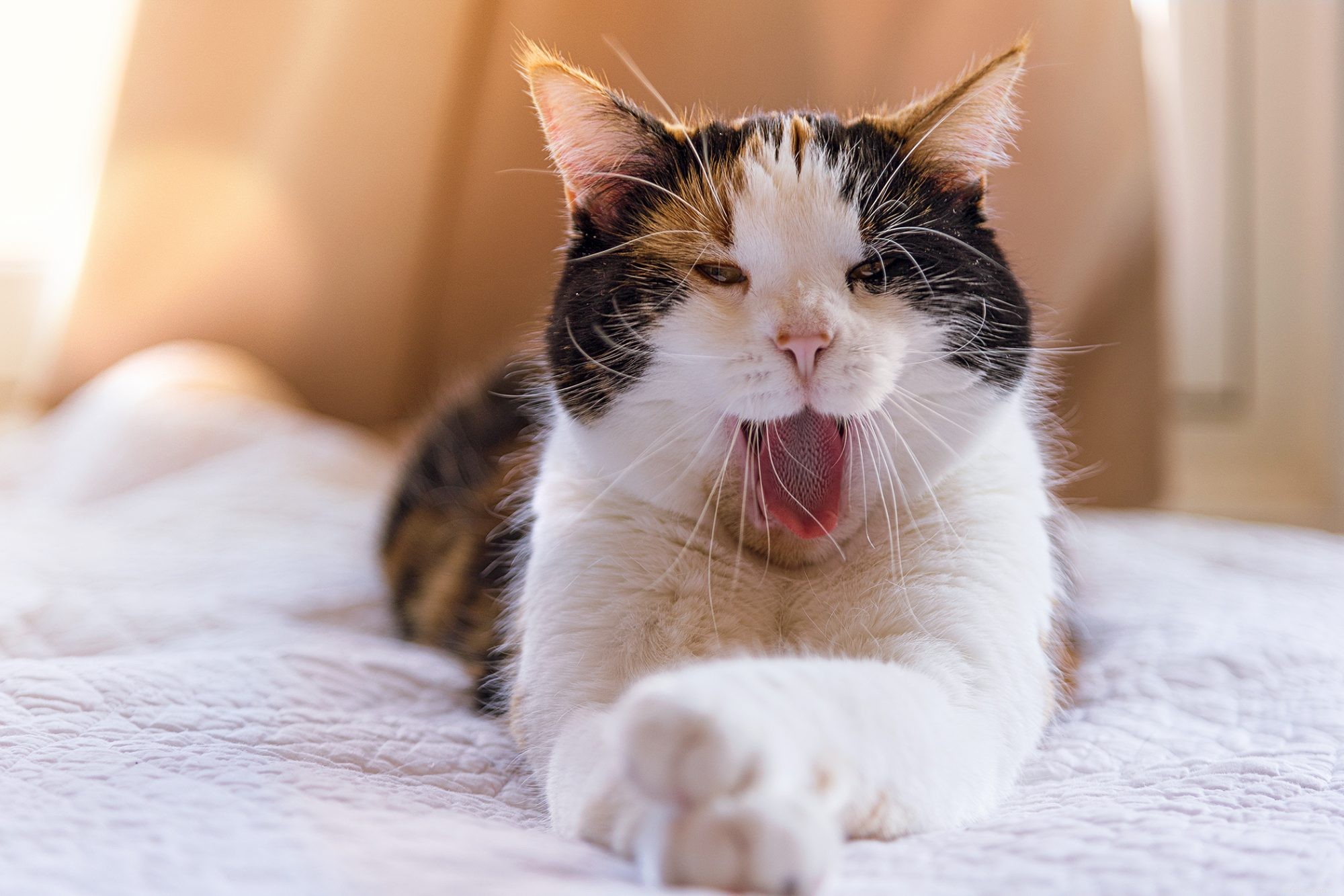 Manx Cat: Short‑Haired, Affectionate, and Low‑Maintenance Companion