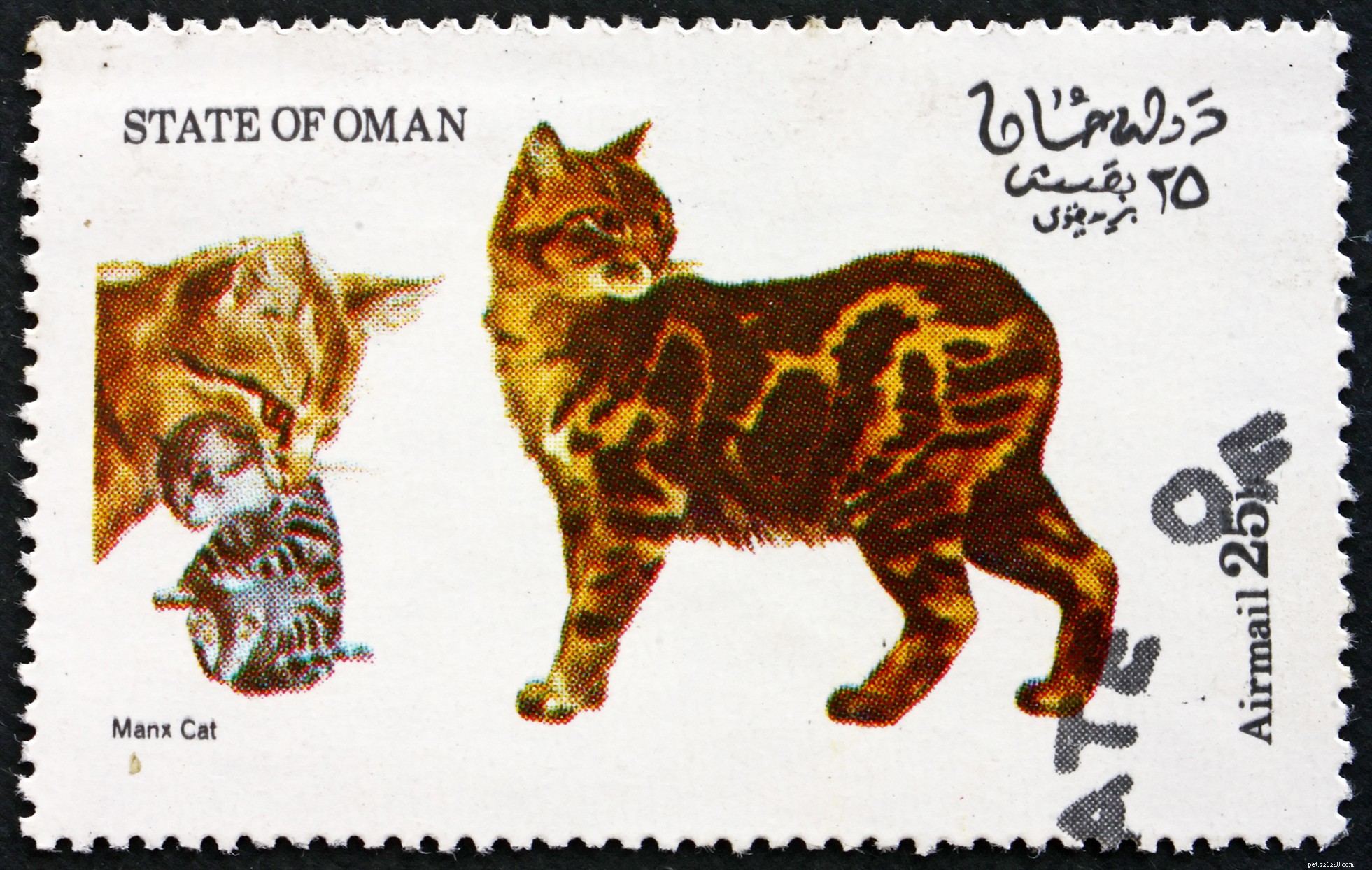 Manx Cat: Short‑Haired, Affectionate, and Low‑Maintenance Companion