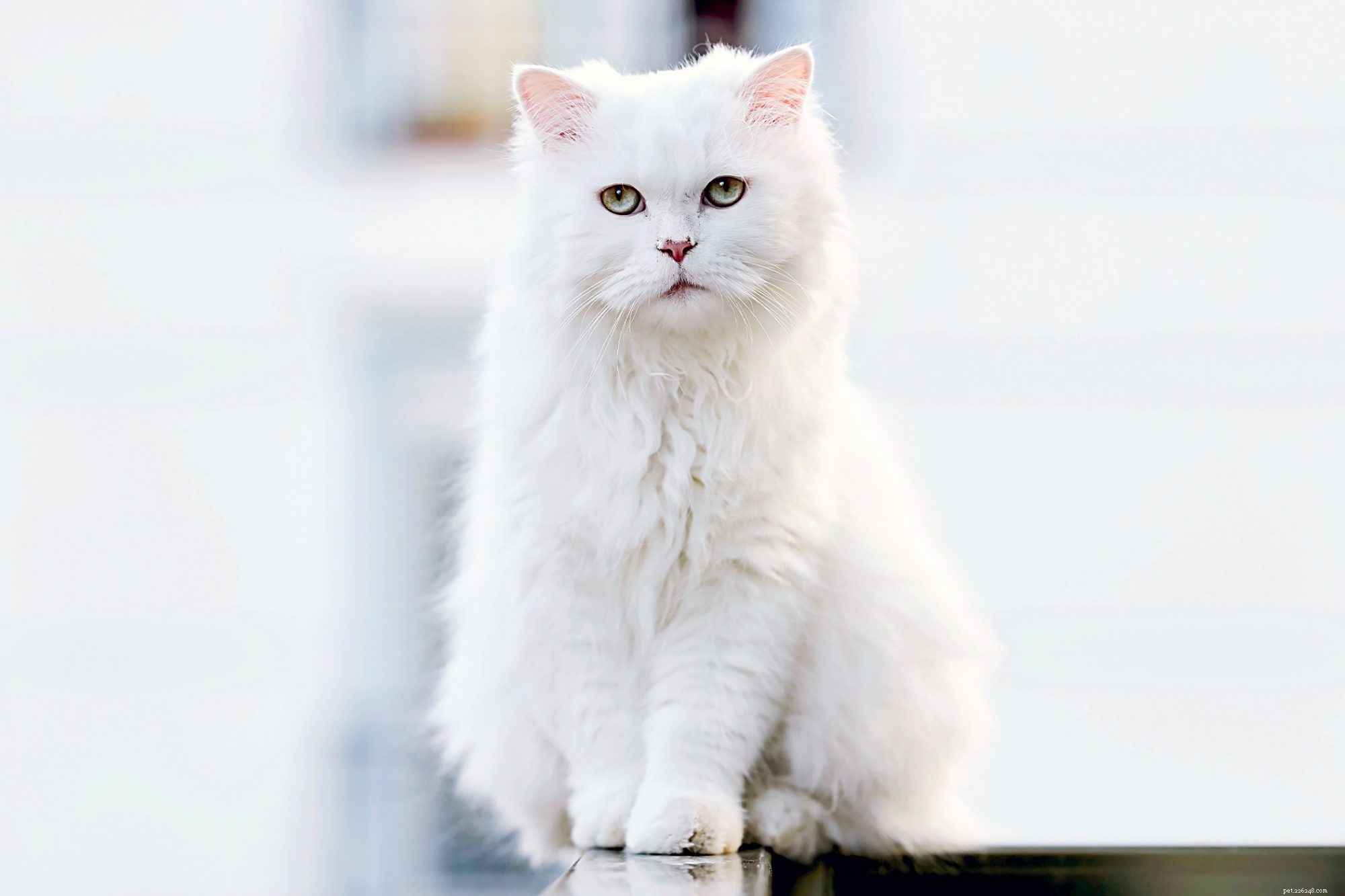 Turkish Angora: Elegant Companion & Playful Family Cat