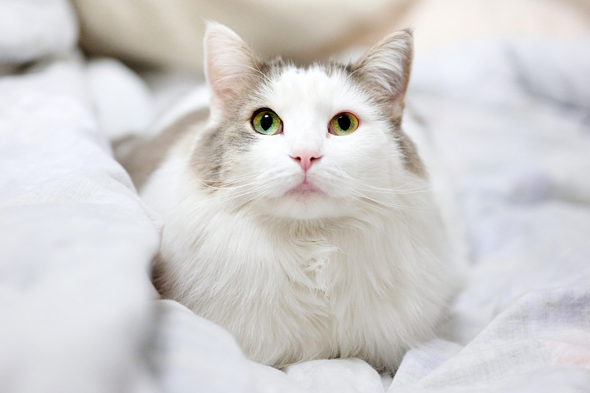 Turkish Angora: Elegant Companion & Playful Family Cat