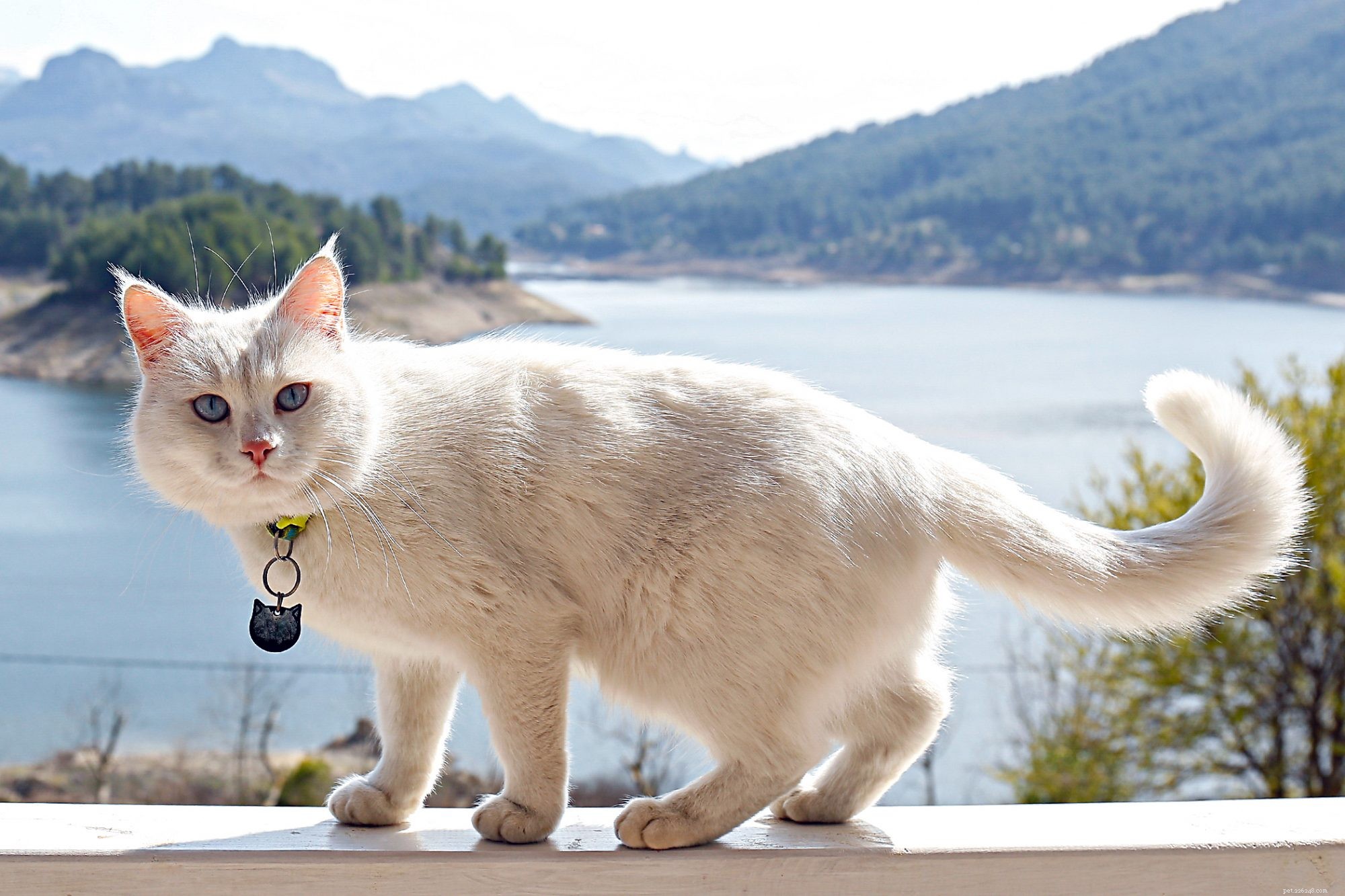 Turkish Angora: Elegant Companion & Playful Family Cat