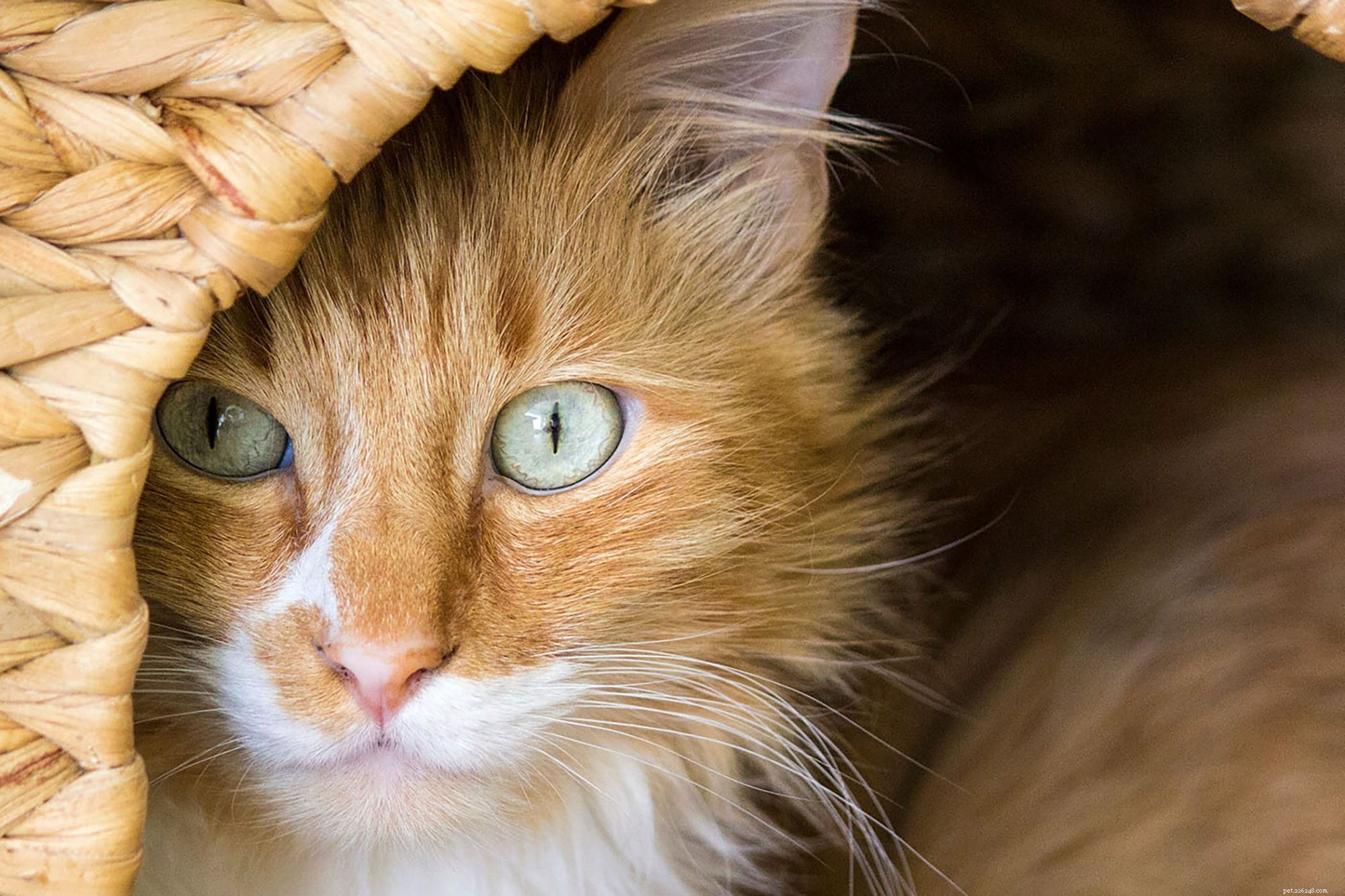 Turkish Angora: Elegant Companion & Playful Family Cat