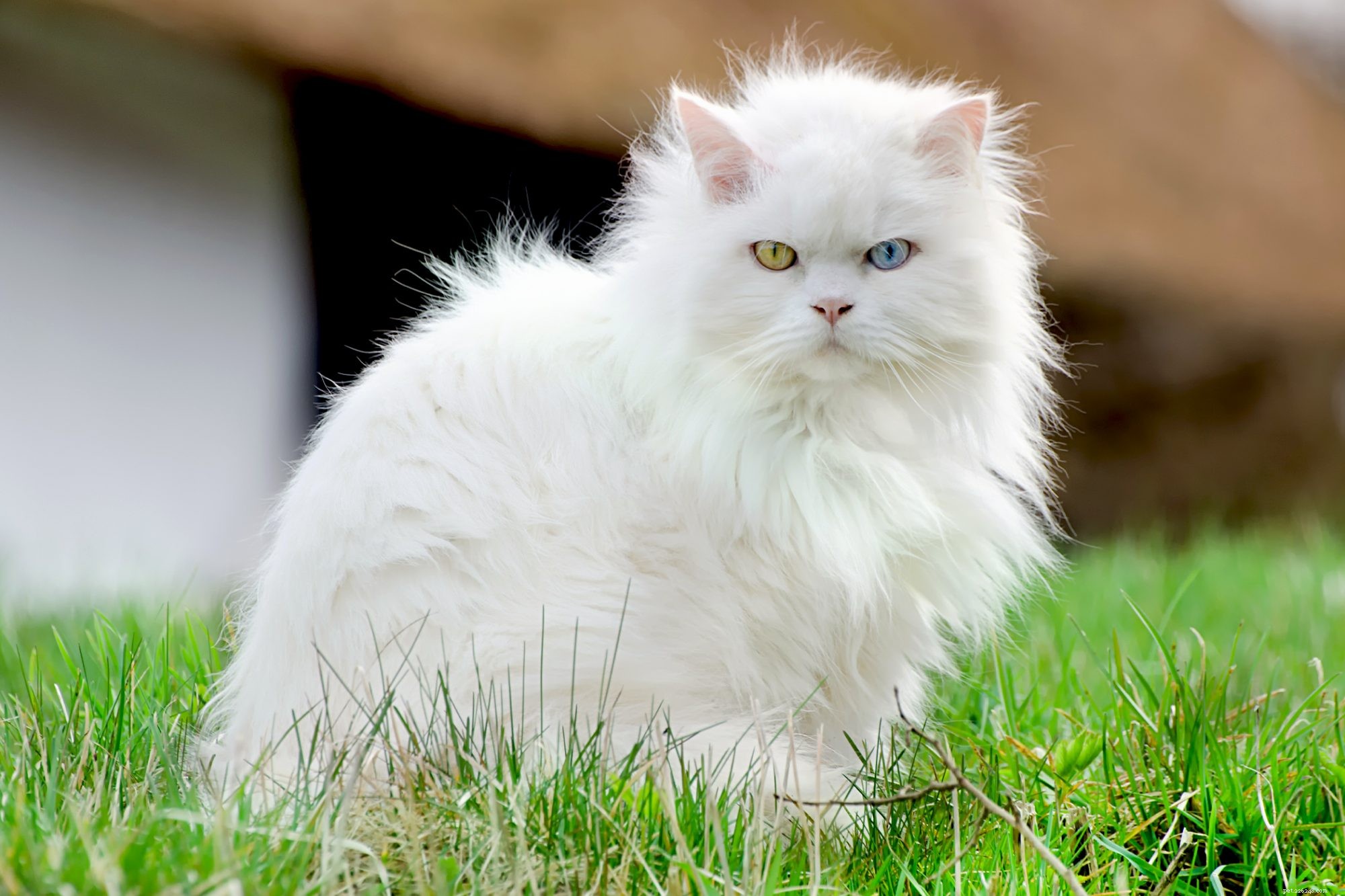 Turkish Angora: Elegant Companion & Playful Family Cat