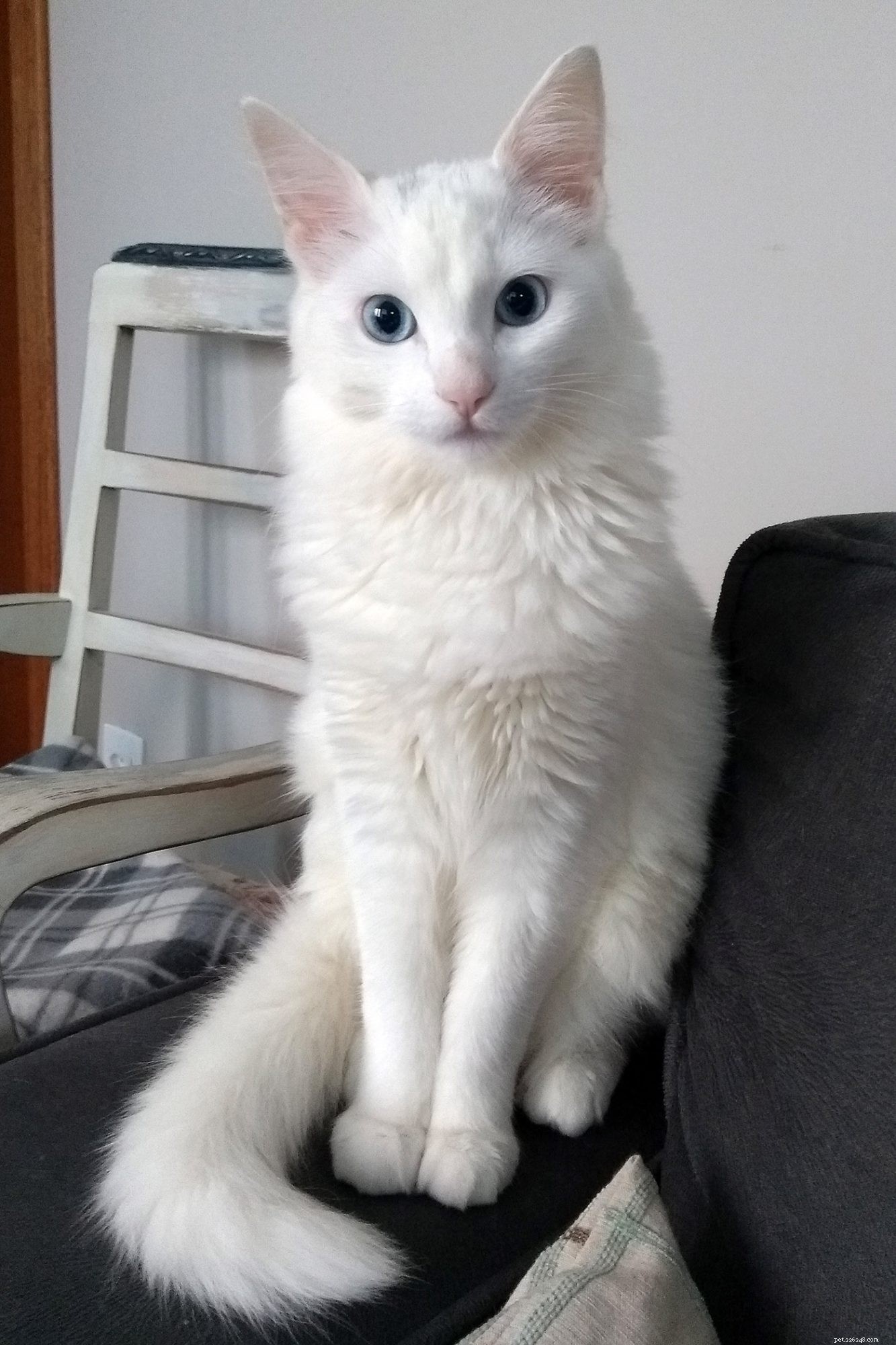 Turkish Angora: Elegant Companion & Playful Family Cat