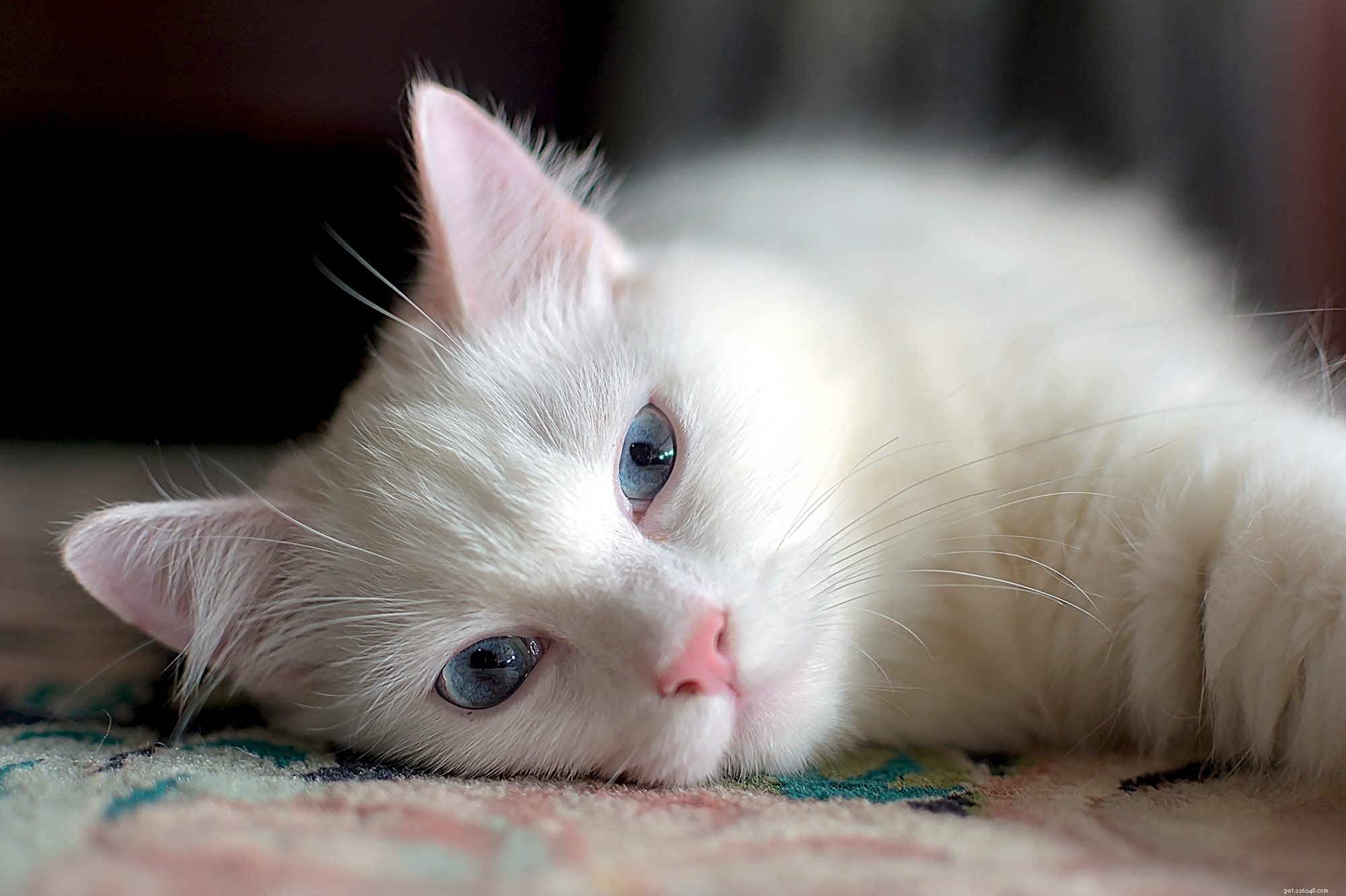 Turkish Angora: Elegant Companion & Playful Family Cat