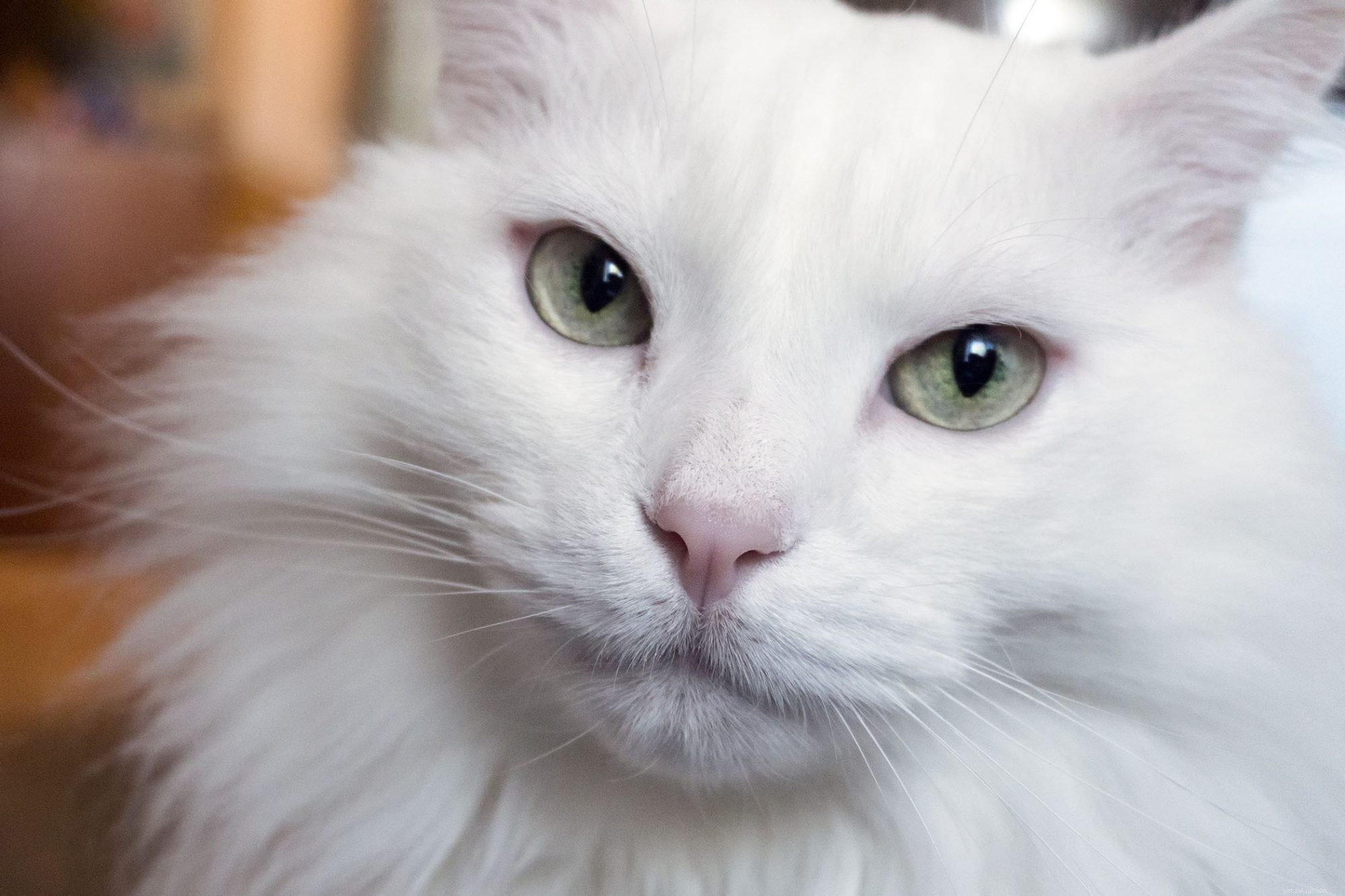 Turkish Angora: Elegant Companion & Playful Family Cat