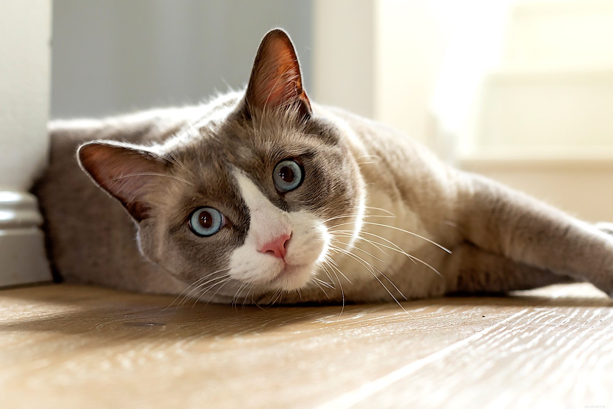 Snowshoe Cat: The Friendly, Playful Companion for Families