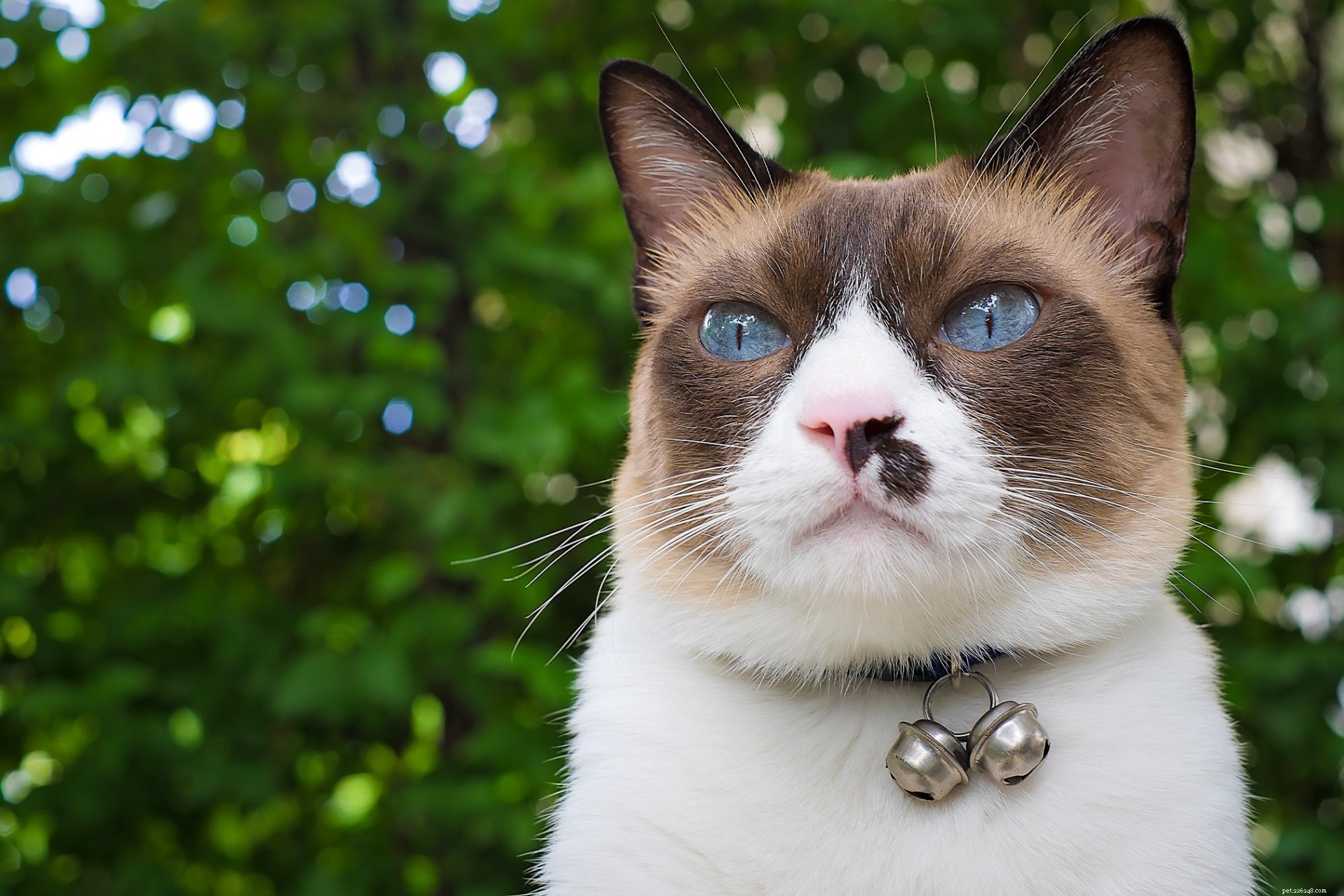 Snowshoe Cat: The Friendly, Playful Companion for Families