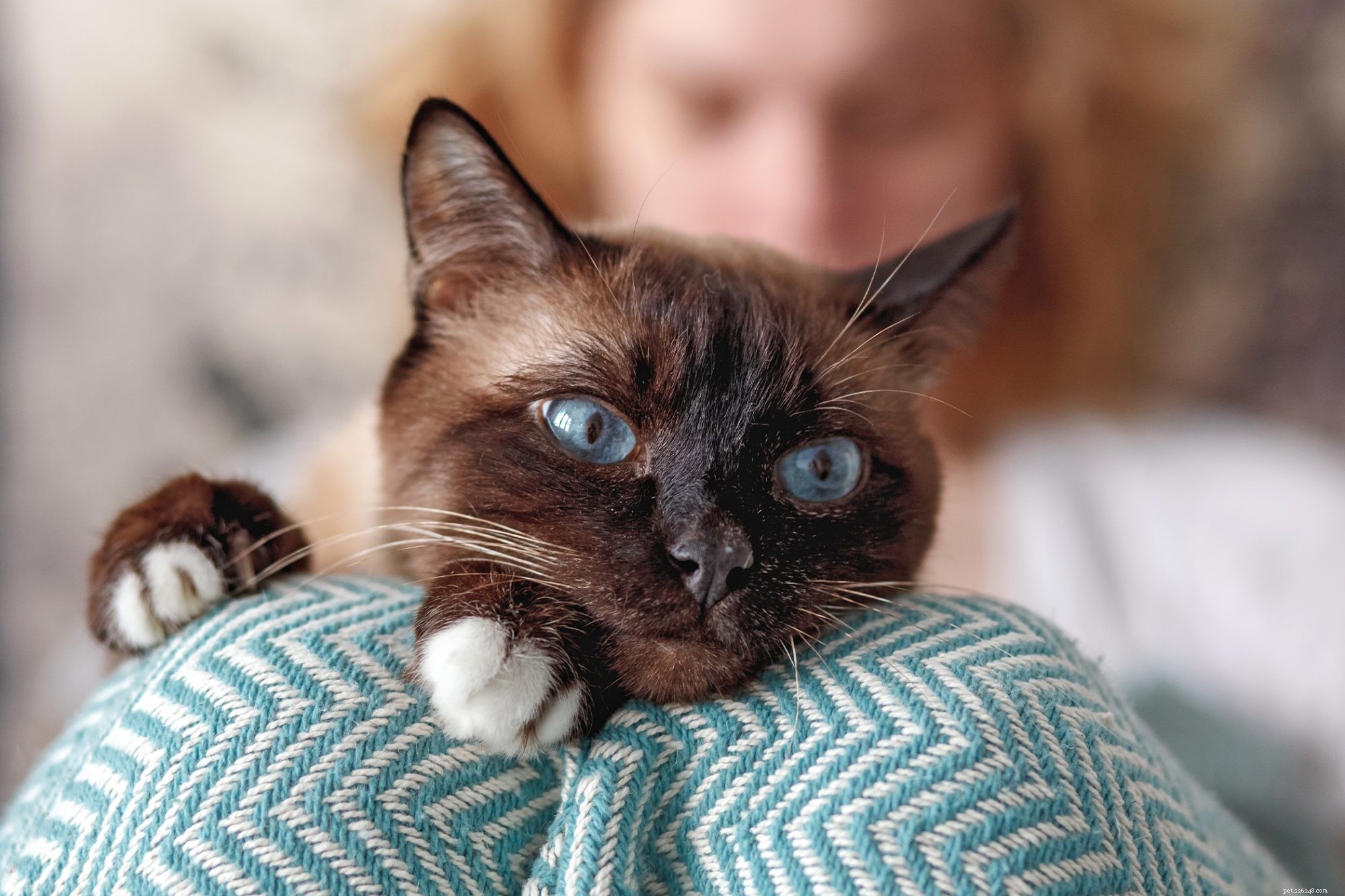 Snowshoe Cat: The Friendly, Playful Companion for Families