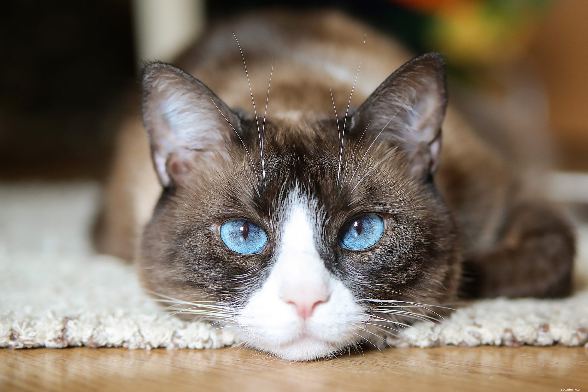 Snowshoe Cat: The Friendly, Playful Companion for Families